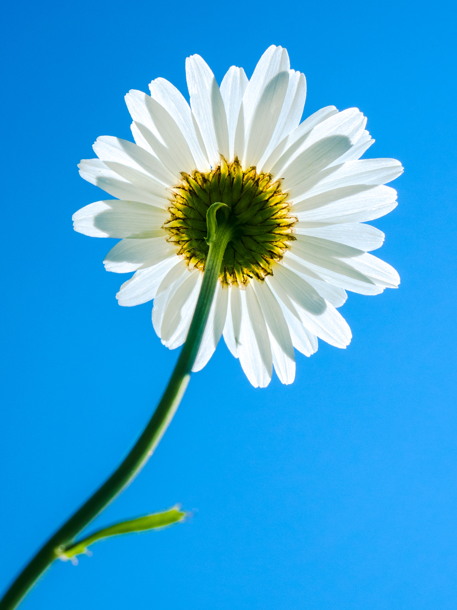Panasonic Lumix G Macro 30mm F2.8 ASPH Mega OIS sample photo. Marguerite [leucanthemum vulgare] ii photography