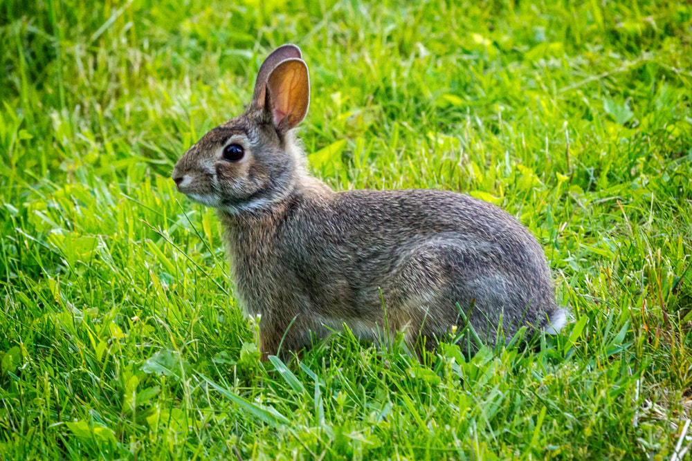 Canon EF 70-200mm F4L USM sample photo. Rabbit photography