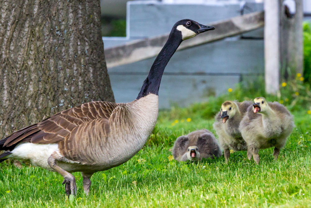 Canon EOS 600D (Rebel EOS T3i / EOS Kiss X5) + Canon EF 70-200mm F4L USM sample photo. Talking baby geese photography