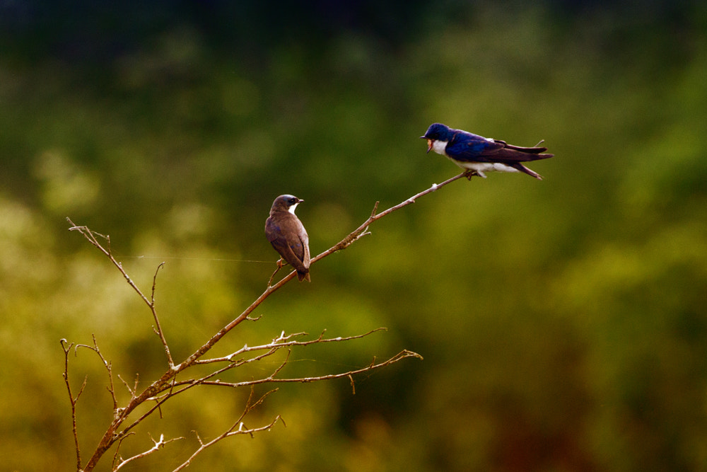 Canon EOS 600D (Rebel EOS T3i / EOS Kiss X5) + Canon EF 70-200mm F4L USM sample photo. Yeling bird photography