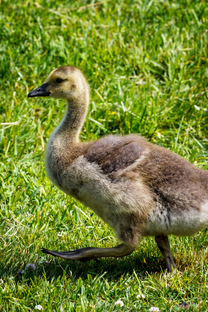 Canon EOS 600D (Rebel EOS T3i / EOS Kiss X5) + Canon EF 70-200mm F4L USM sample photo. Baby goose photography