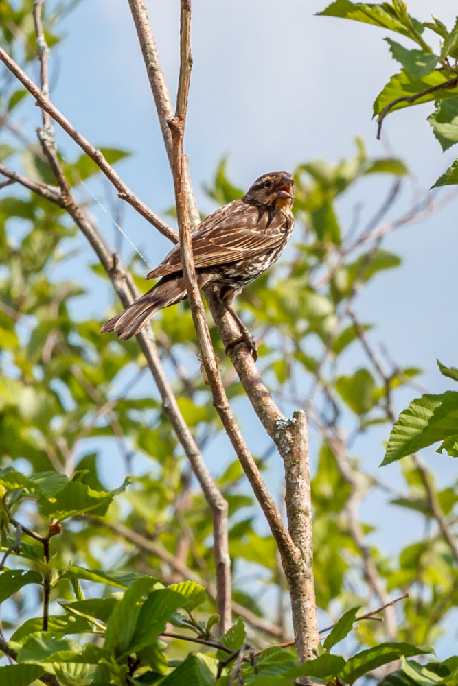 Canon EOS 600D (Rebel EOS T3i / EOS Kiss X5) + Canon EF 70-200mm F4L USM sample photo. Bird in tree photography