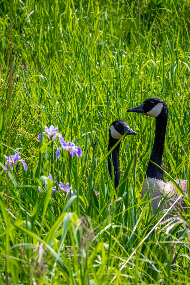 Canon EOS 600D (Rebel EOS T3i / EOS Kiss X5) + Canon EF 70-200mm F4L USM sample photo. Geese in the grass photography