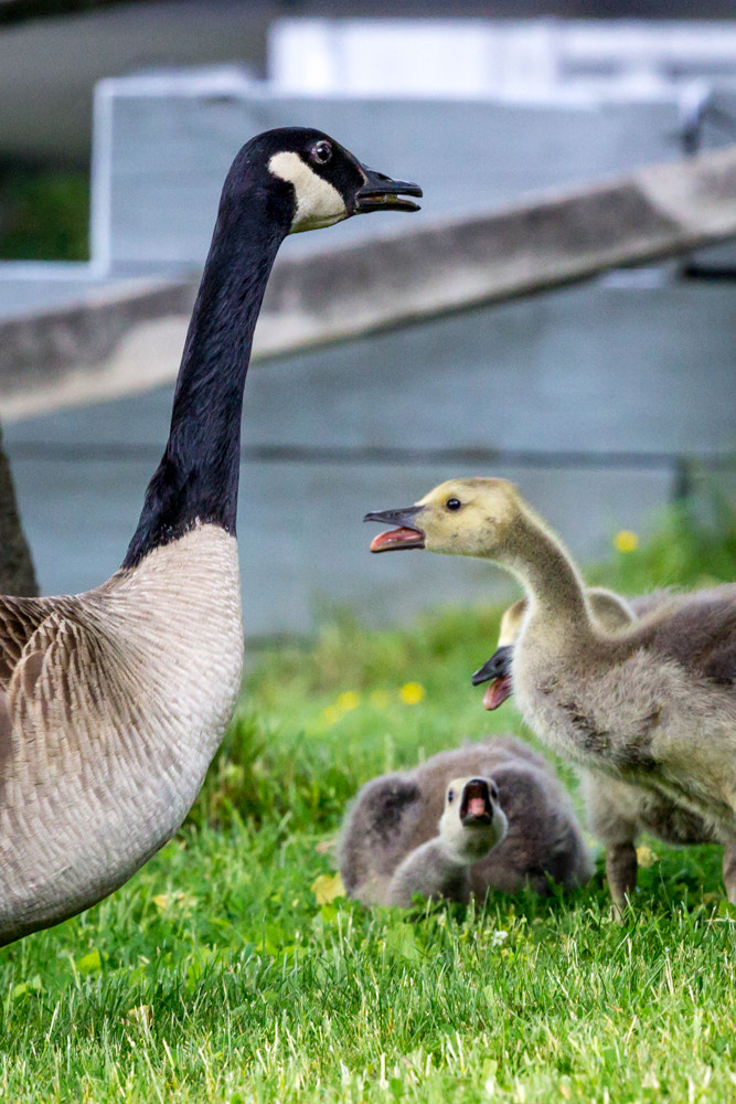 Canon EOS 600D (Rebel EOS T3i / EOS Kiss X5) + Canon EF 70-200mm F4L USM sample photo. Goose family photography