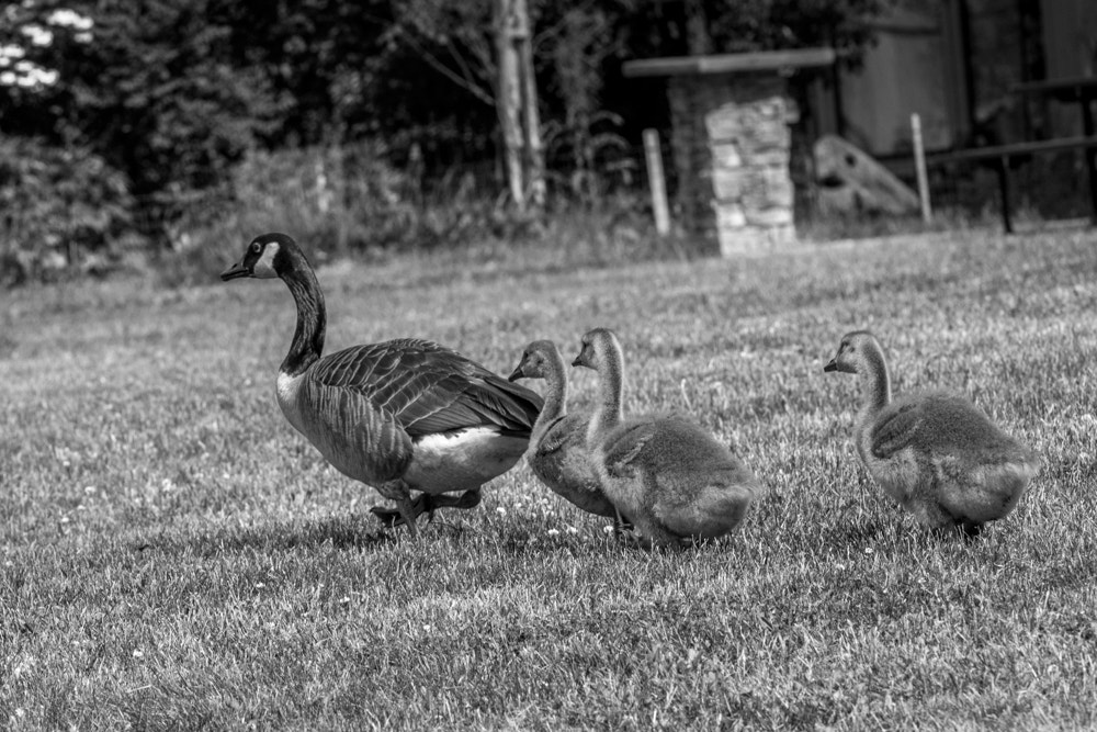 Canon EOS 600D (Rebel EOS T3i / EOS Kiss X5) + Canon EF 70-200mm F4L USM sample photo. Goose family photography