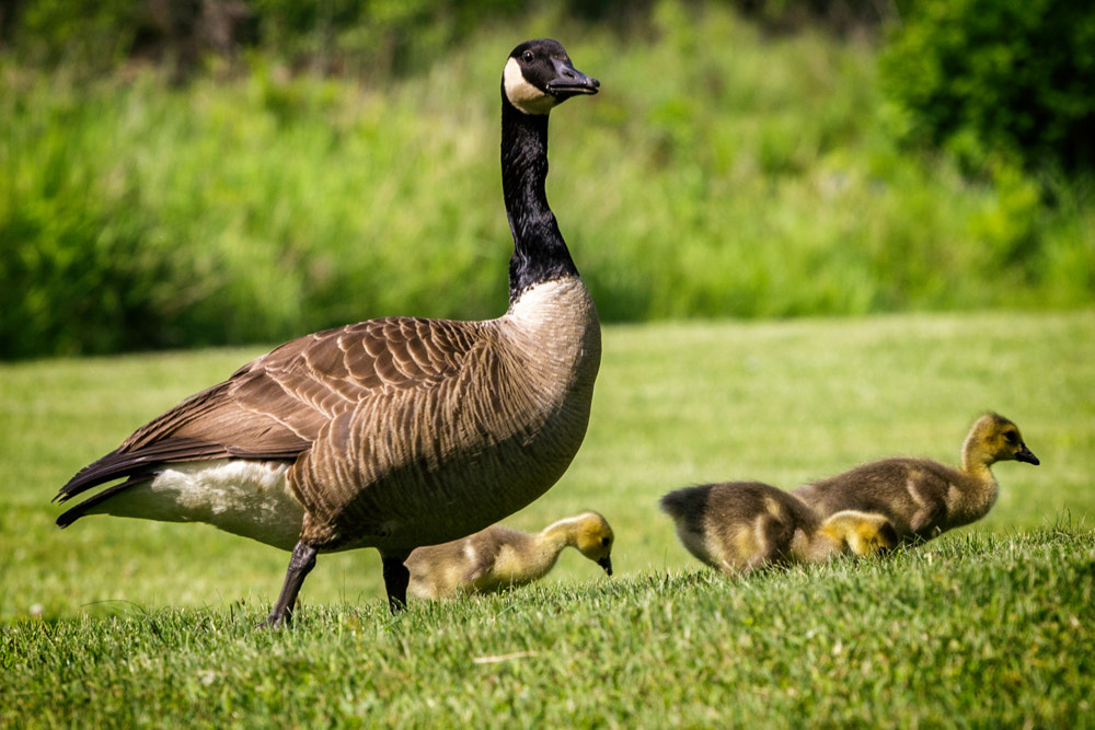 Canon EOS 600D (Rebel EOS T3i / EOS Kiss X5) + Canon EF 70-200mm F4L USM sample photo. Goose family photography
