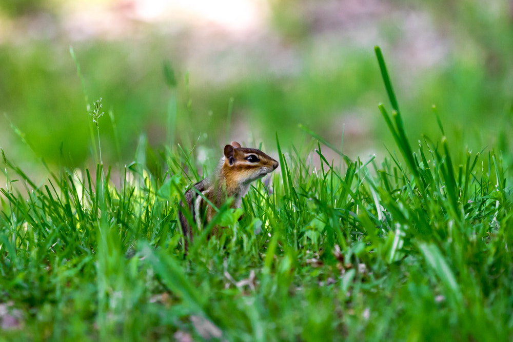 Canon EOS 600D (Rebel EOS T3i / EOS Kiss X5) + Canon EF 70-200mm F4L USM sample photo. Hiding in the grass photography