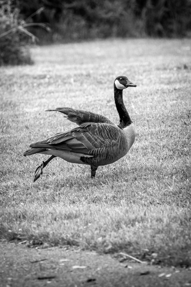 Canon EOS 600D (Rebel EOS T3i / EOS Kiss X5) + Canon EF 70-200mm F4L USM sample photo. Kicking goose photography