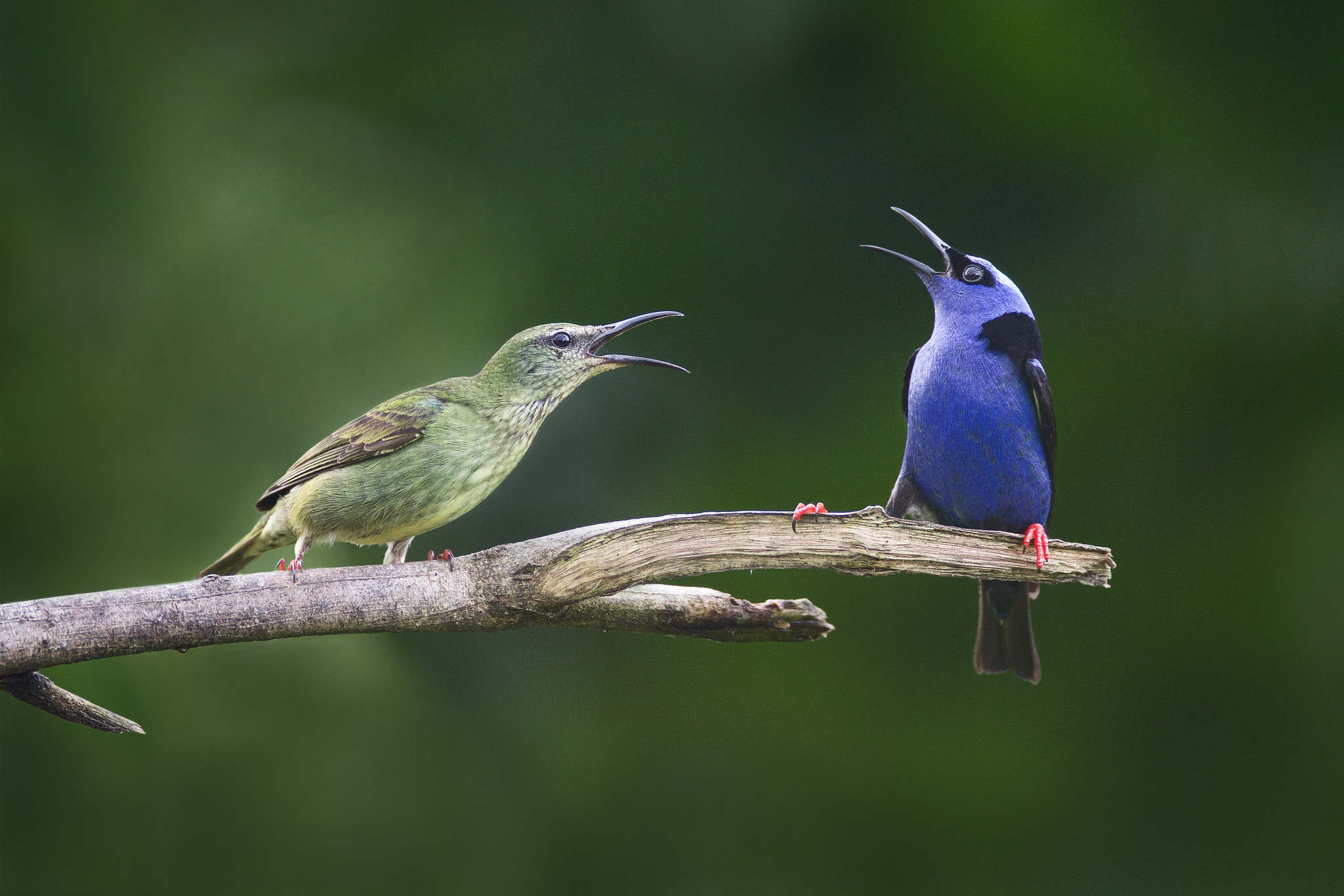 Canon EOS 7D + Canon EF 600mm f/4L IS sample photo. Red-legged honeycreepers photography