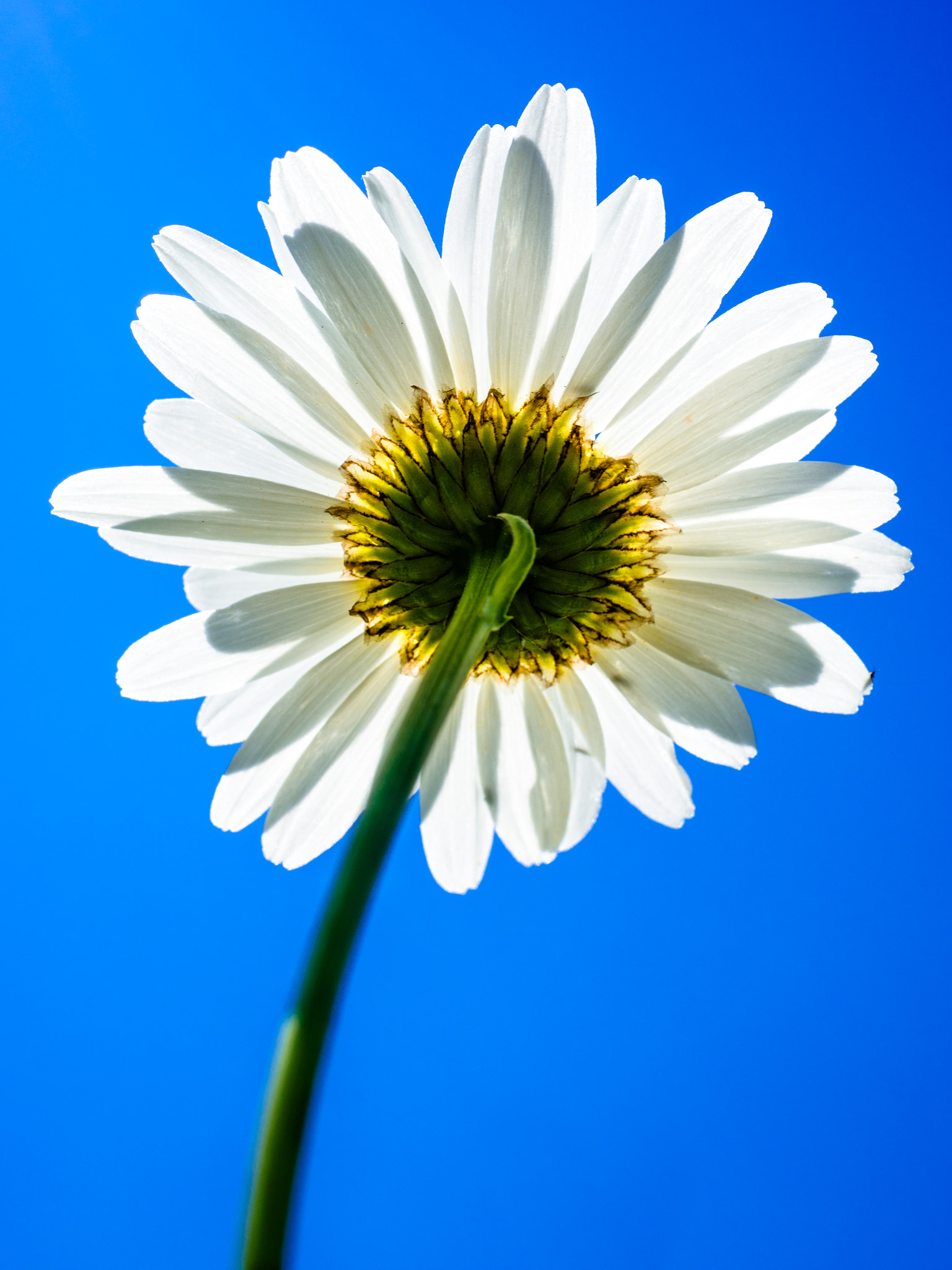 Panasonic Lumix G Macro 30mm F2.8 ASPH Mega OIS sample photo. Marguerite [leucanthemum vulgare] iv photography