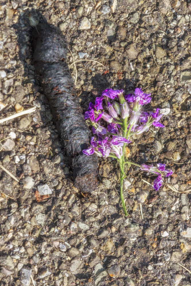 Canon EOS 600D (Rebel EOS T3i / EOS Kiss X5) + Canon EF 70-200mm F4L USM sample photo. Poop flower photography