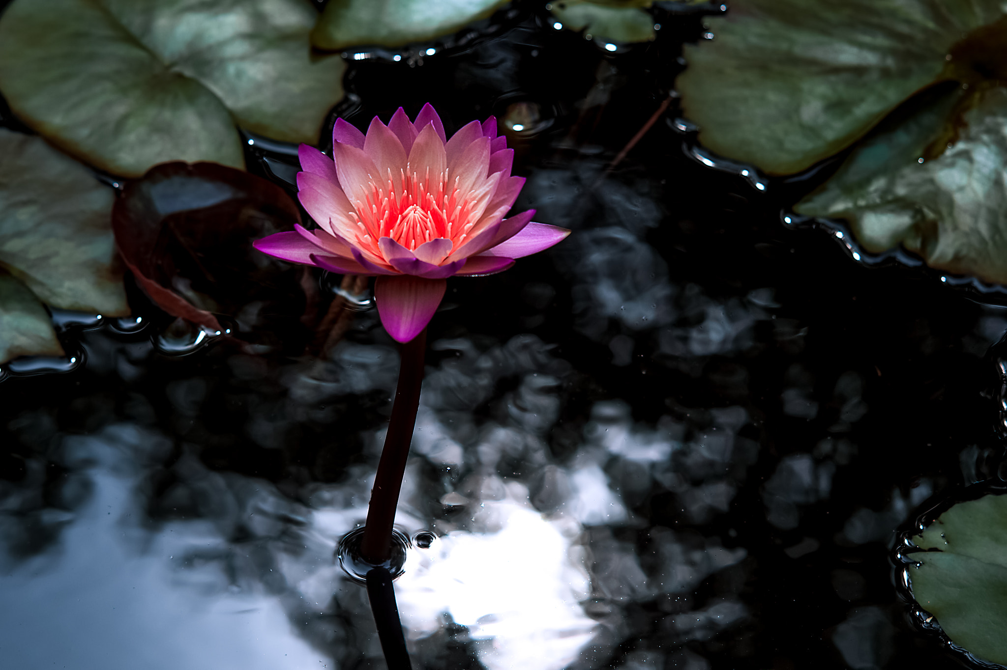 AF DC-Nikkor 135mm f/2 sample photo. Water lily at birmingham botanical gardens photography