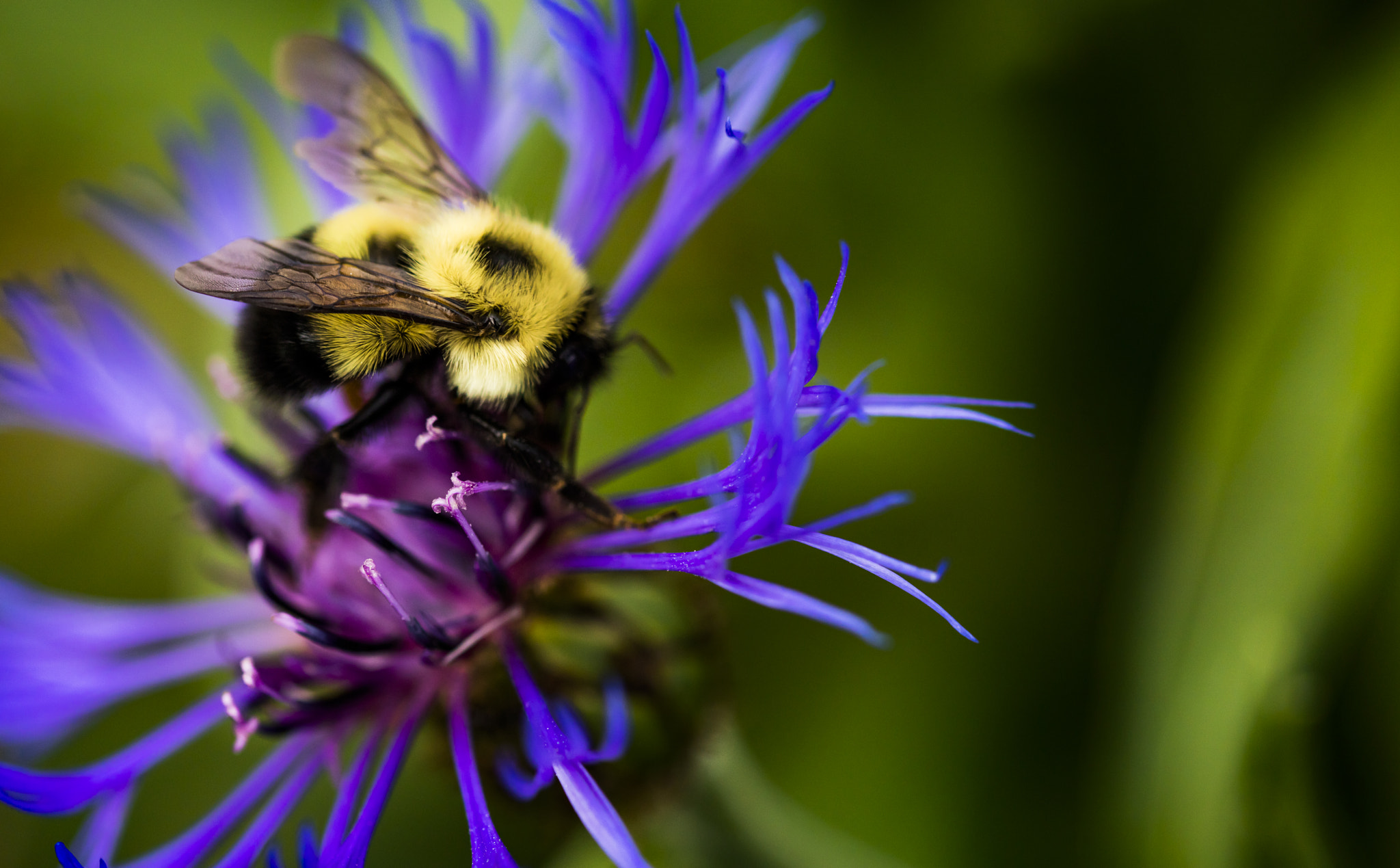 Sigma 105mm F2.8 EX DG OS HSM sample photo. Busy bee photography