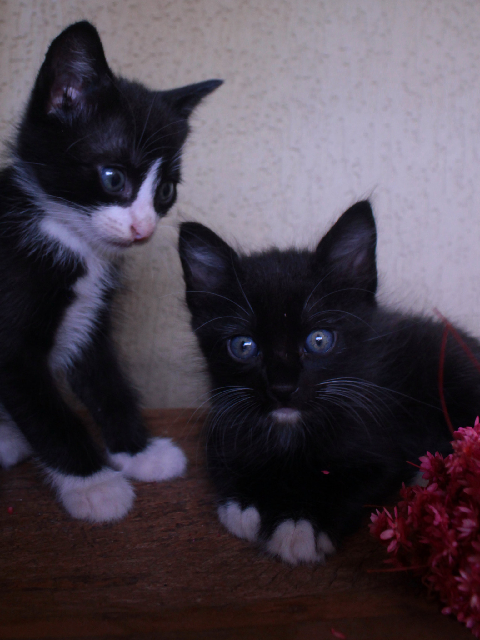 Canon EF-S 18-55mm F3.5-5.6 IS sample photo. Kittiens photography
