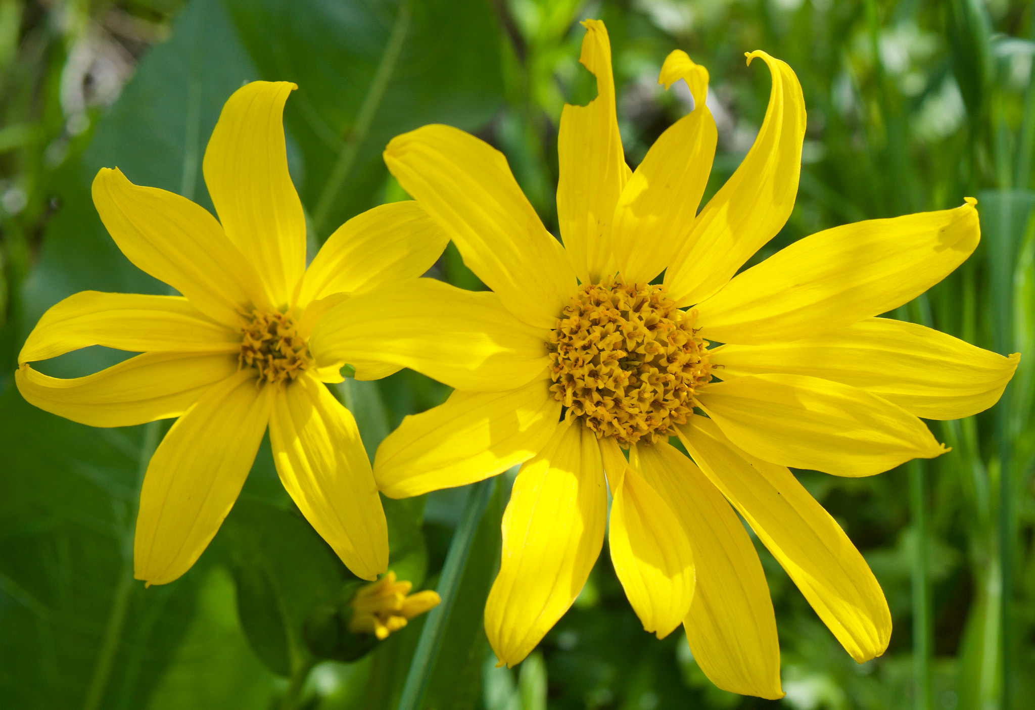 Sony a6000 + Sony Vario-Tessar T* E 16-70mm F4 ZA OSS sample photo. Yellow spring flowers (3 of 3) photography