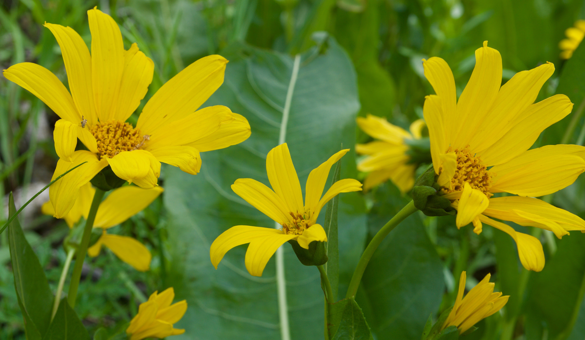 Sony a6000 + Sony Vario-Tessar T* E 16-70mm F4 ZA OSS sample photo. Yellow spring flowers (2 of 3) photography