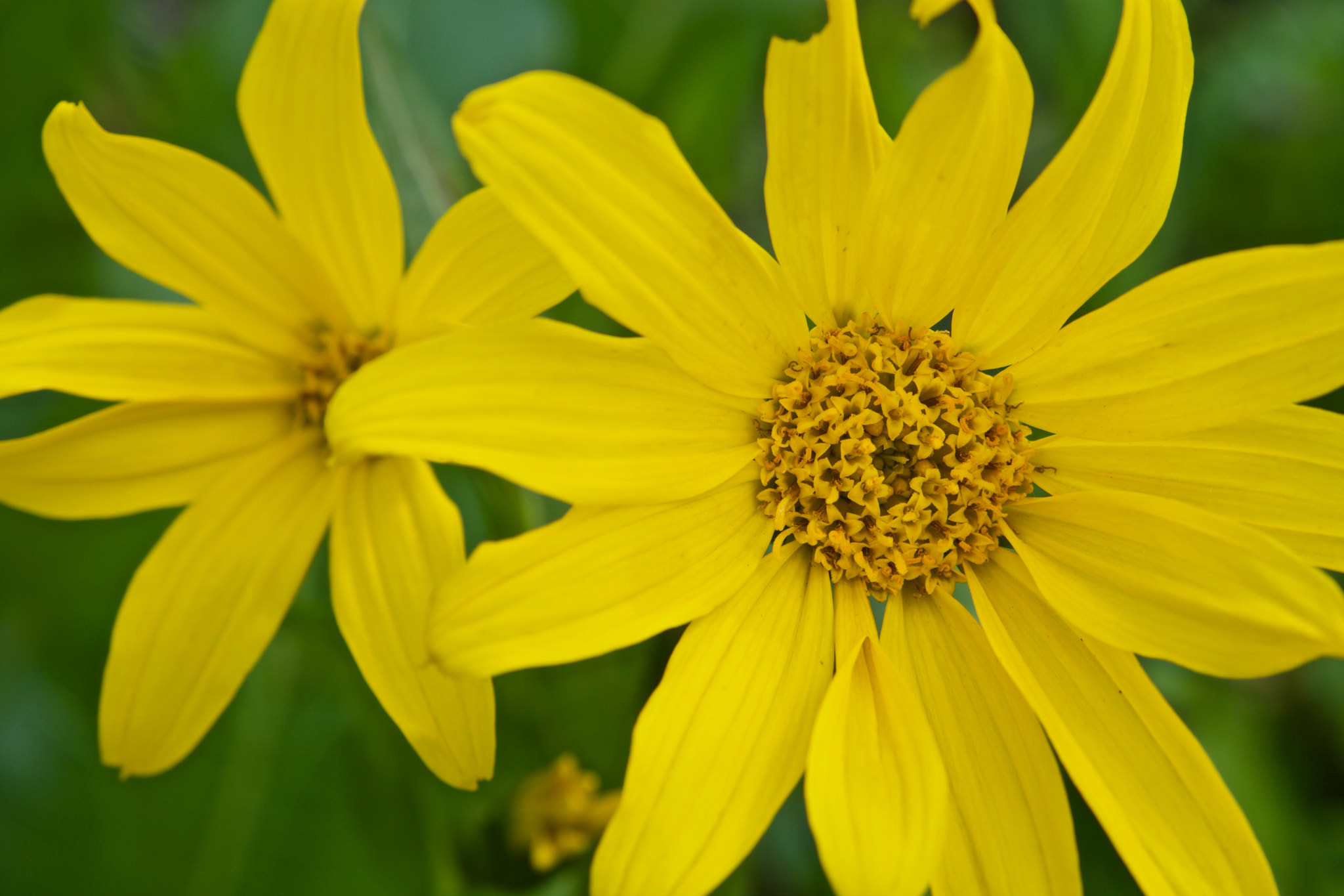 Sony a6000 + Sony Vario-Tessar T* E 16-70mm F4 ZA OSS sample photo. Yellow spring flowers (1 of 3) photography