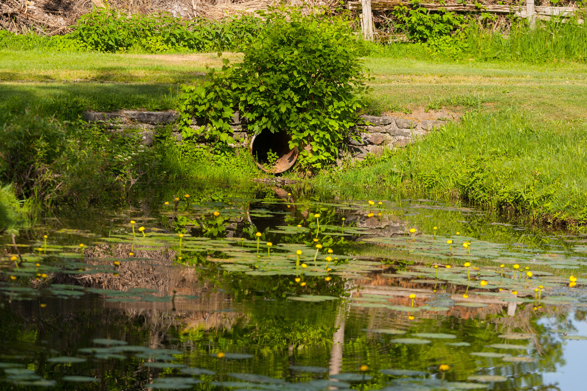 Canon EOS-1D Mark III sample photo. Lillies on the pond photography