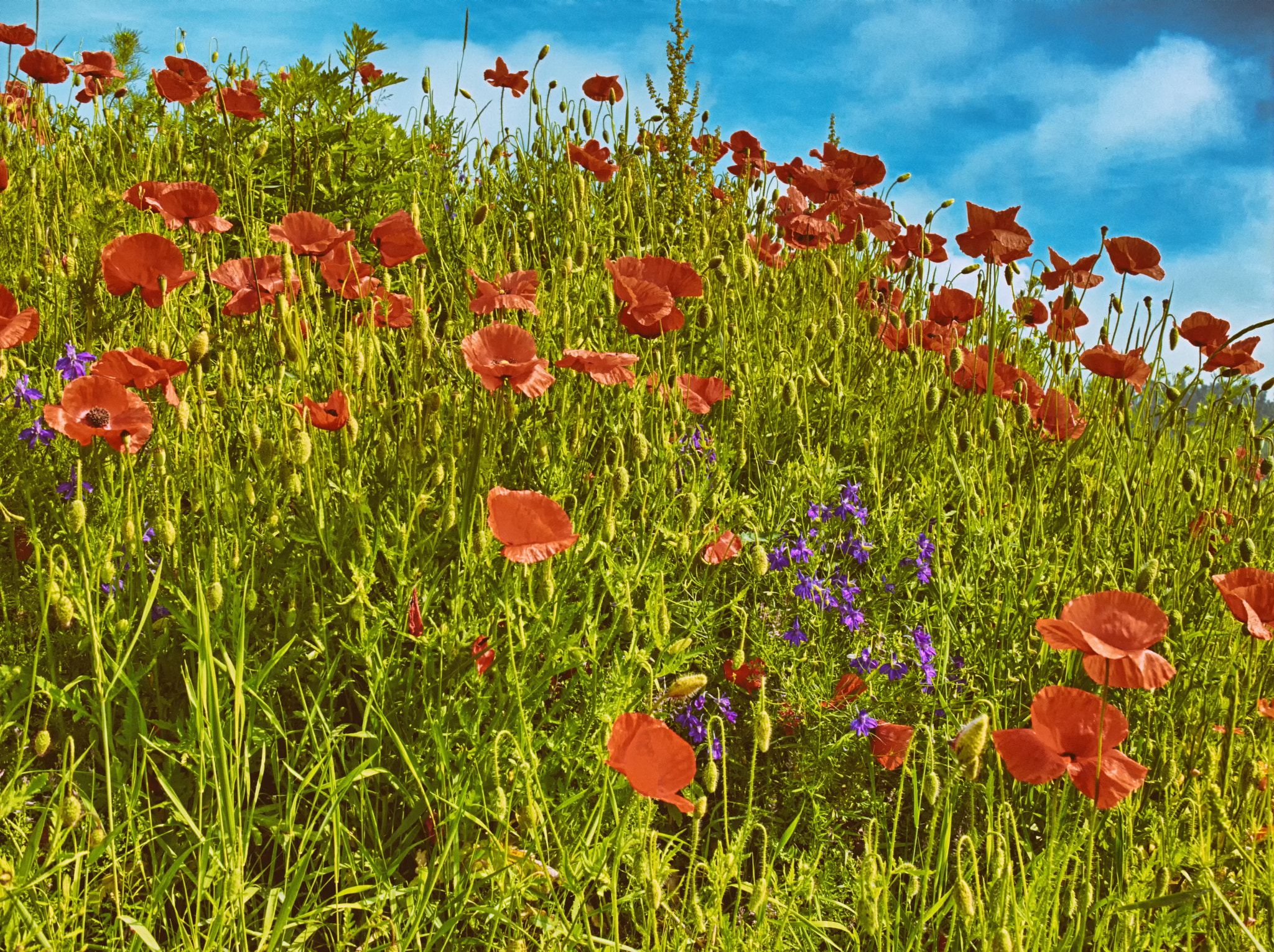 Fujifilm X30 sample photo. Corn poppy photography