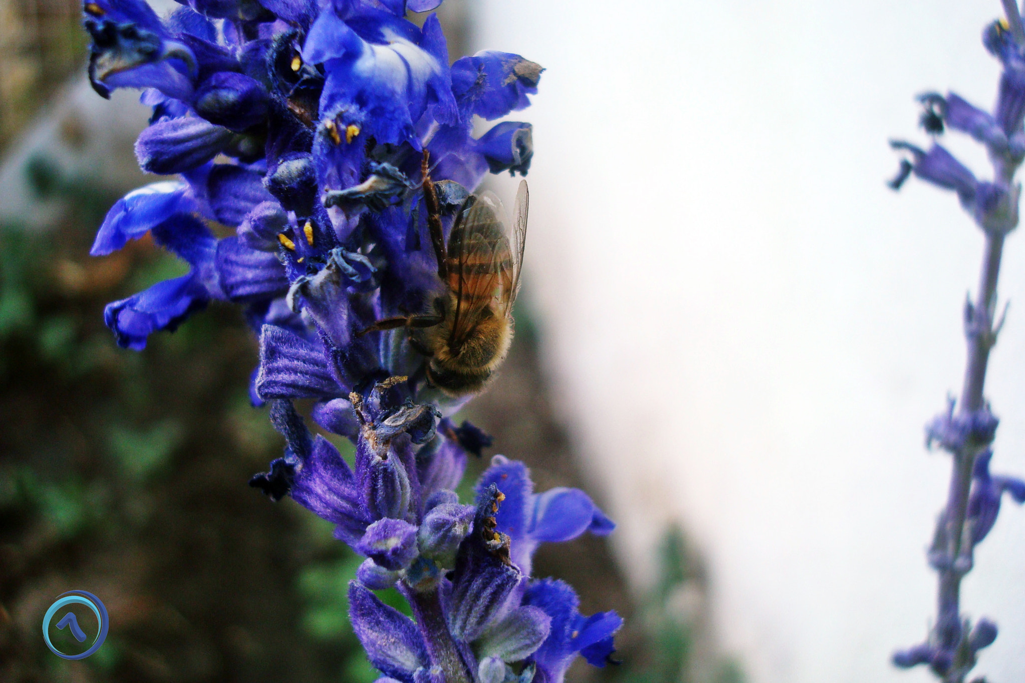 Sony DSC-W90 sample photo. La abeja en la salvia photography