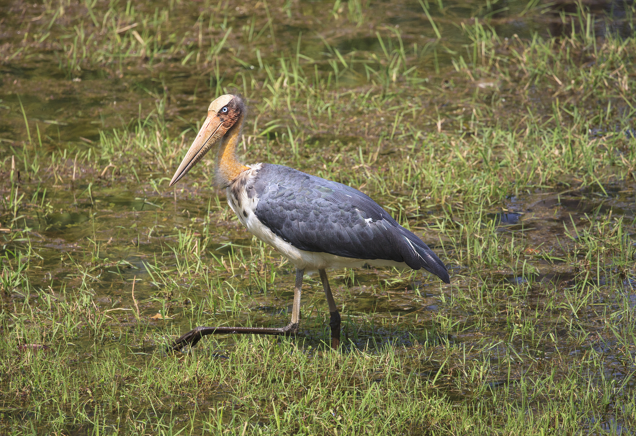 Canon EF 100-400mm F4.5-5.6L IS II USM sample photo. Lesser adjutant photography