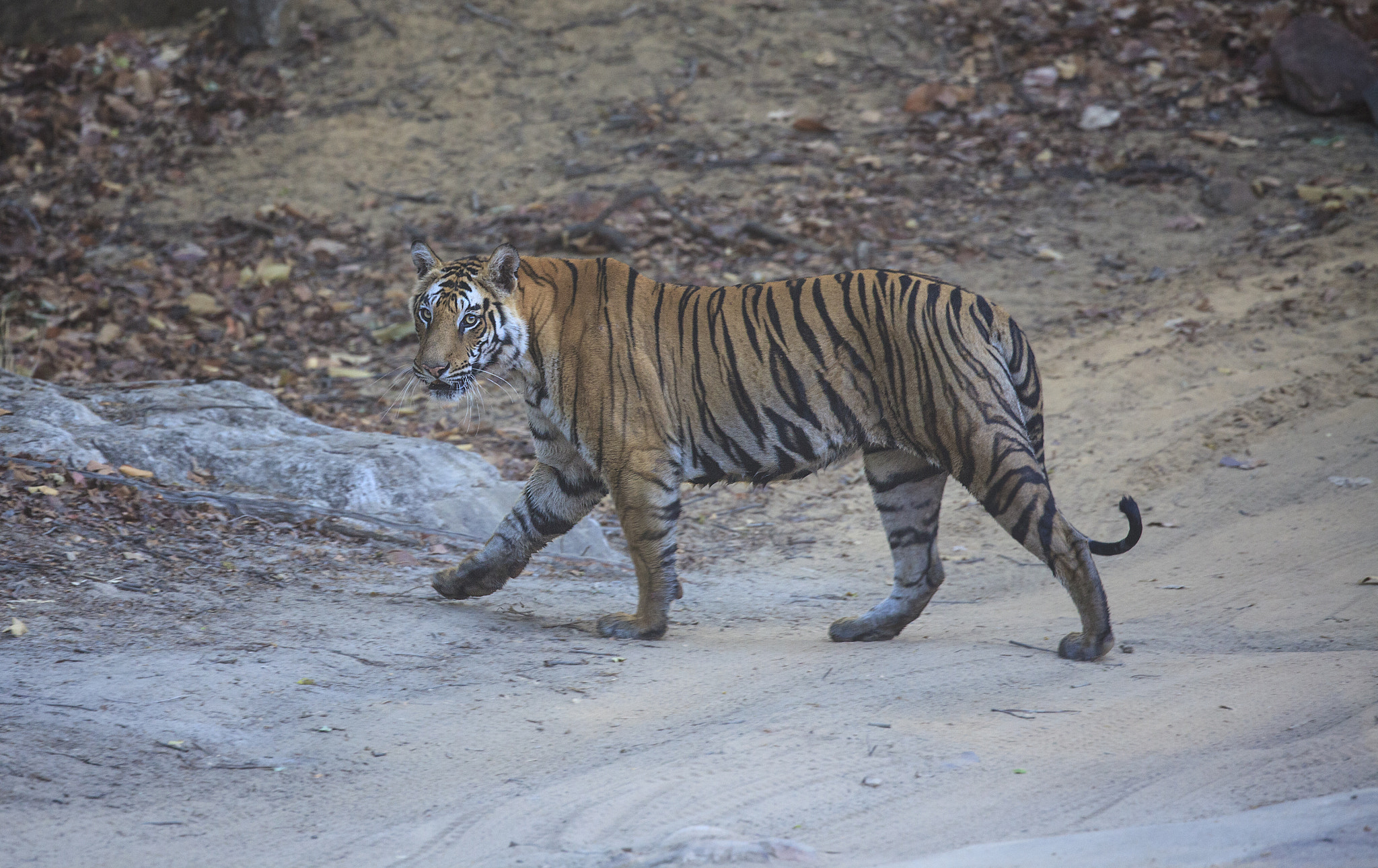 Canon EF 100-400mm F4.5-5.6L IS II USM sample photo. Male bengal tiger photography