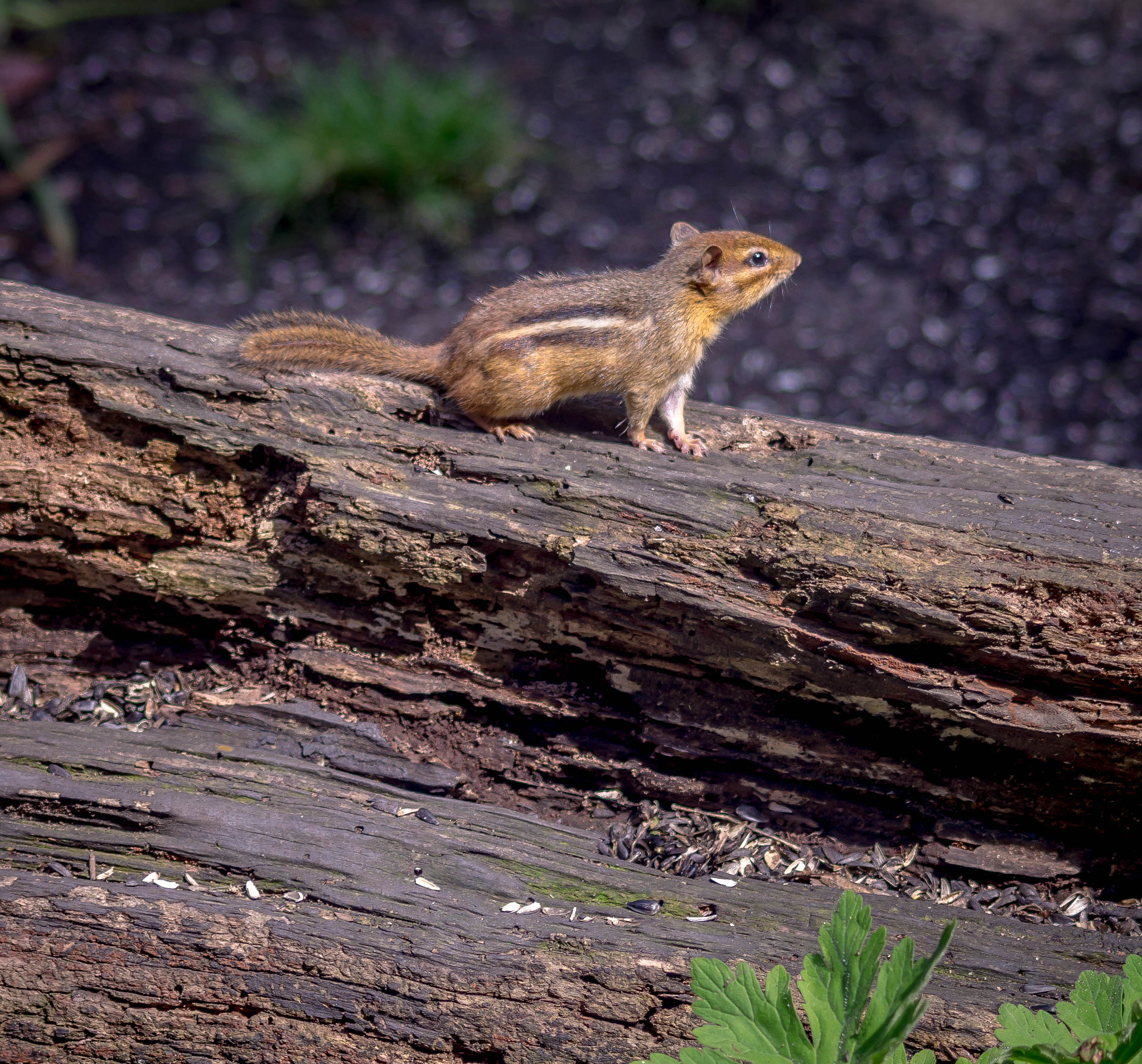 Sony SLT-A55 (SLT-A55V) + Sigma 70-300mm F4-5.6 DL Macro sample photo. Chipmunk on a log photography