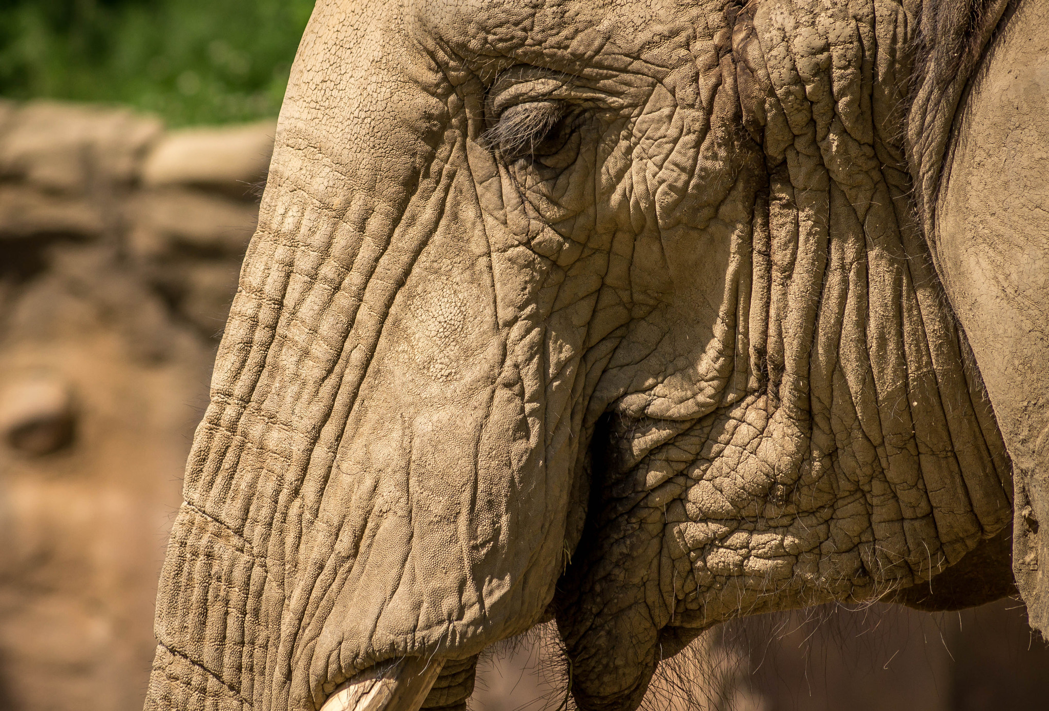Sony 75-300mm F4.5-5.6 sample photo. Asian elephant photography