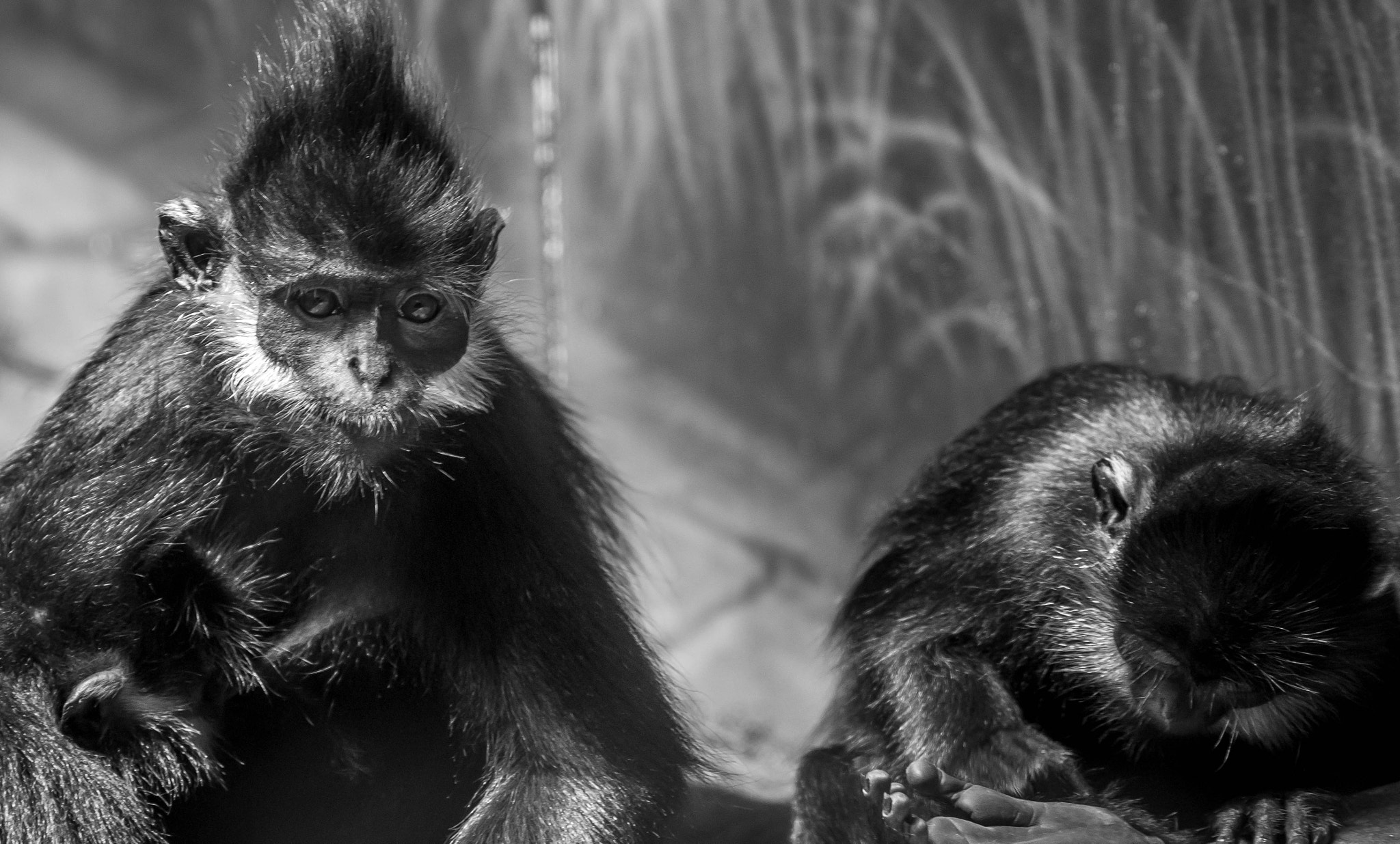 Sony SLT-A55 (SLT-A55V) + Sigma 70-300mm F4-5.6 DL Macro sample photo. Monkey's at the zoo photography