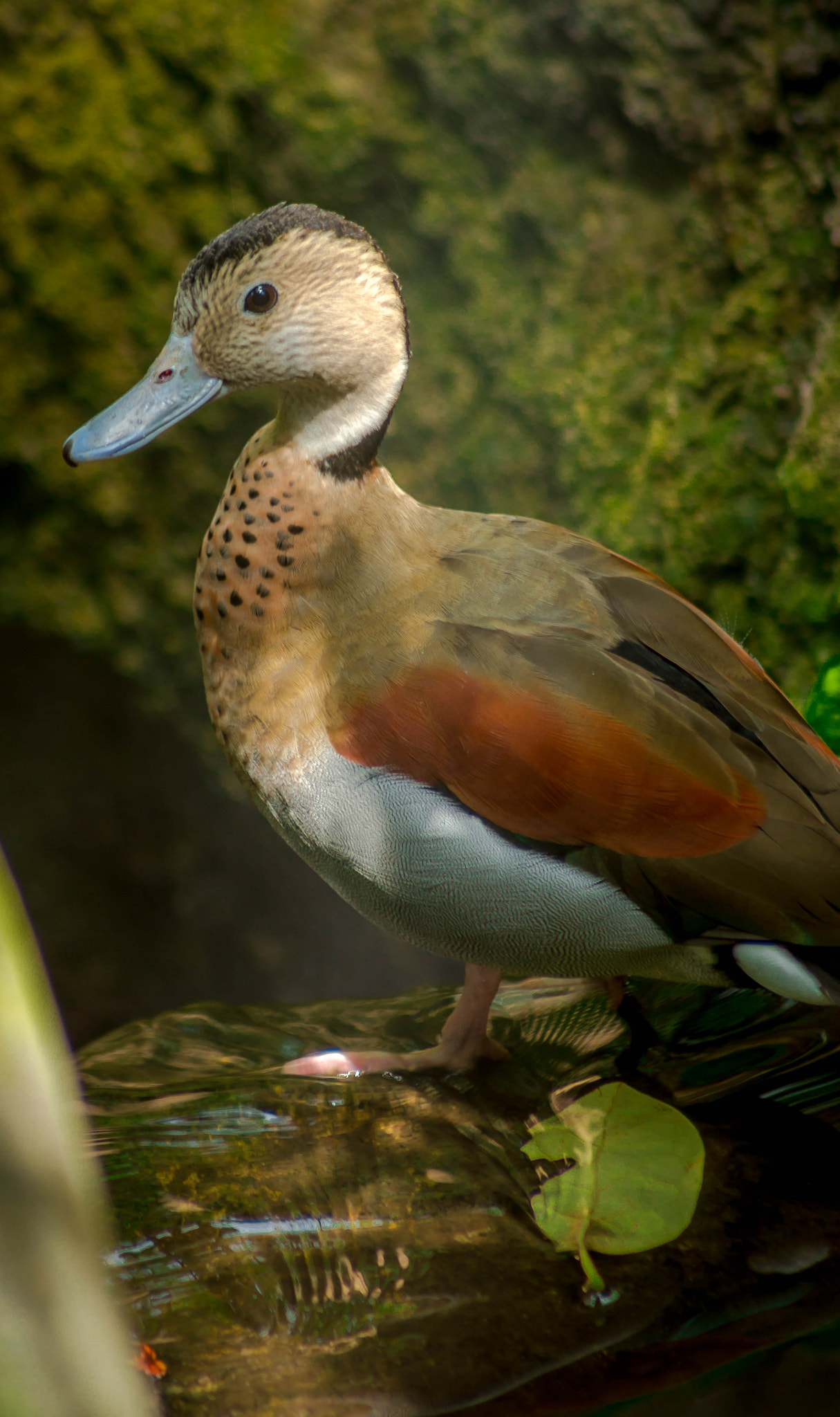 Sony 75-300mm F4.5-5.6 sample photo. Duck photography