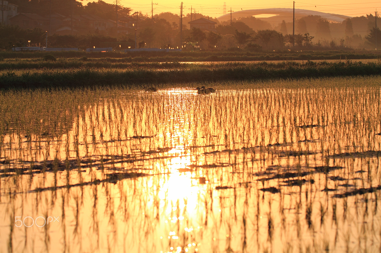 Canon EF 100mm F2.8L Macro IS USM sample photo. Today's sunrise at 5:00 am... in japan photography