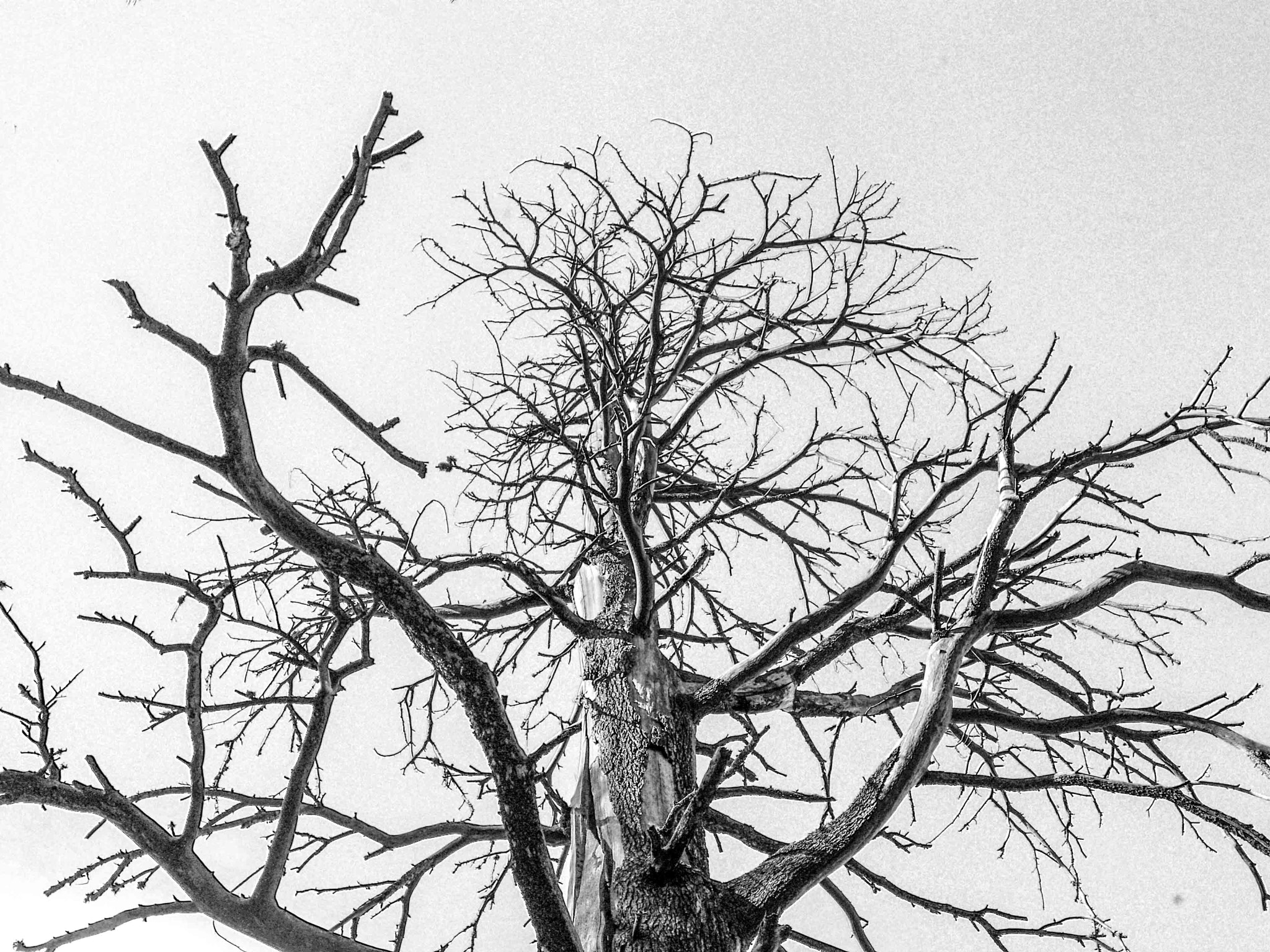 Pentax K-x + Sigma sample photo. Tree photography