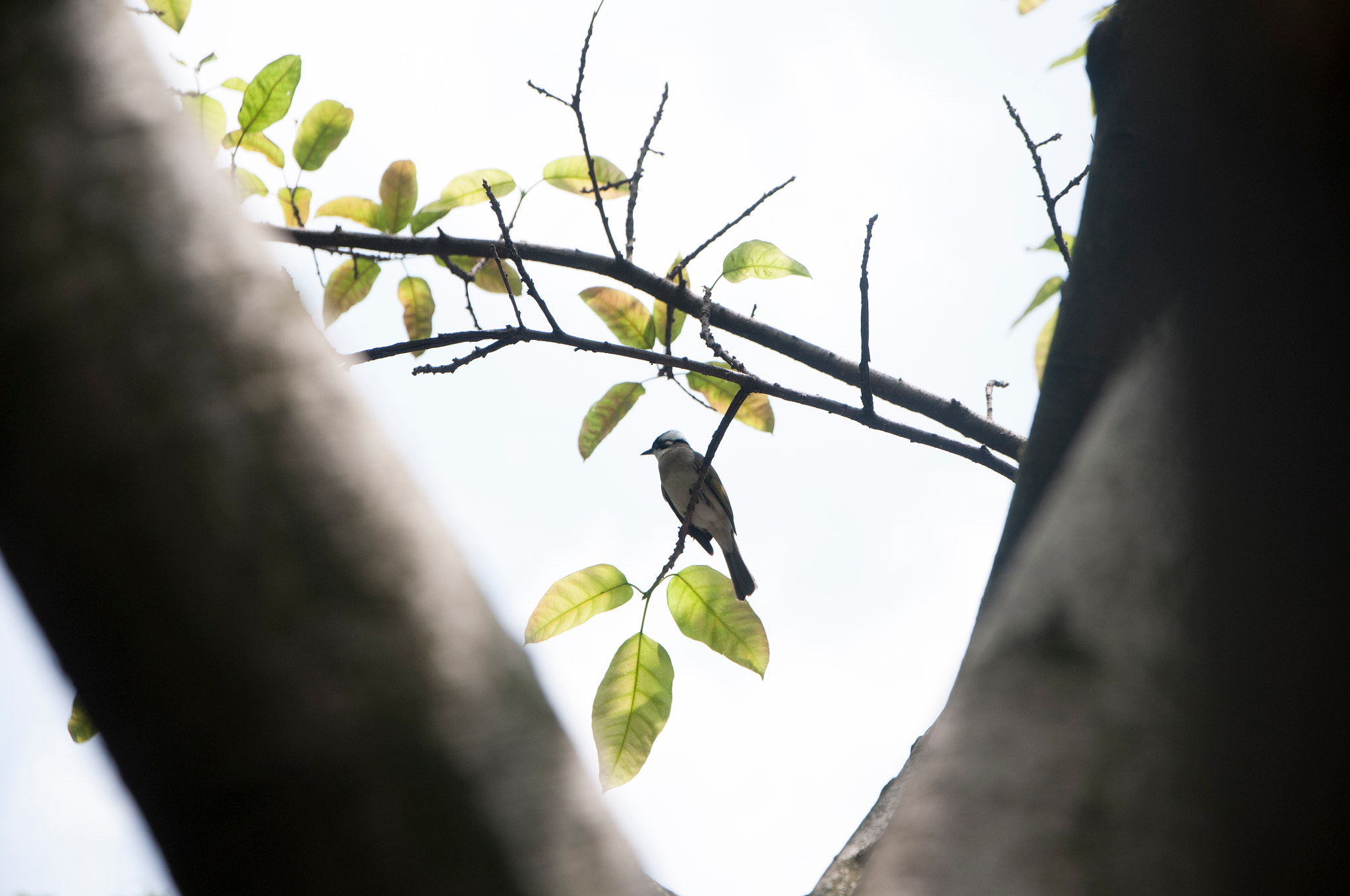 Sigma 17-70mm F2.8-4 DC Macro OS HSM | C sample photo