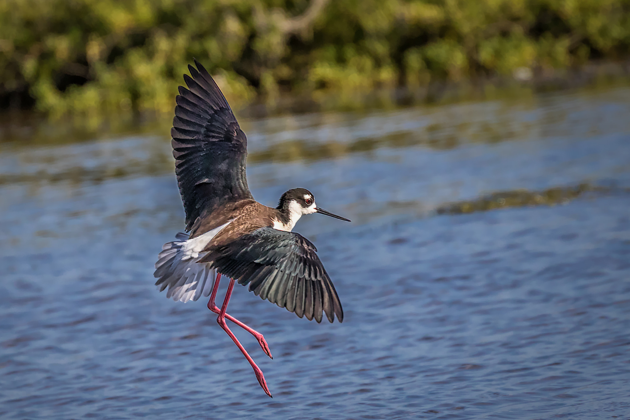 Canon EF 100-400mm F4.5-5.6L IS II USM sample photo. Ballet dancer (black-necked stilt) photography