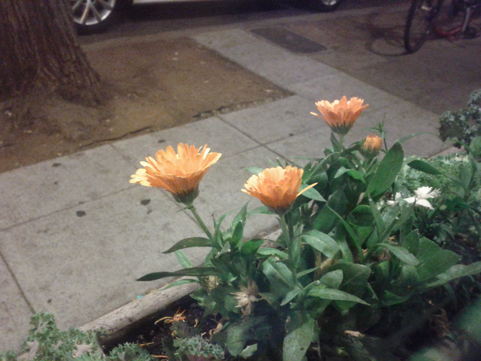 Google Nexus S sample photo. Tsu ns photography