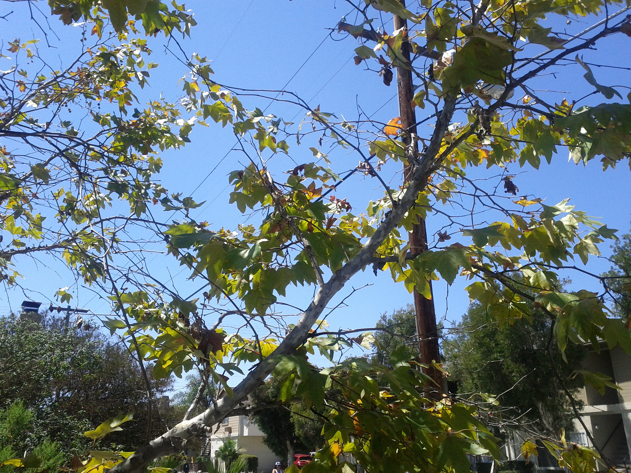 Google Nexus S sample photo. Tsu ns photography