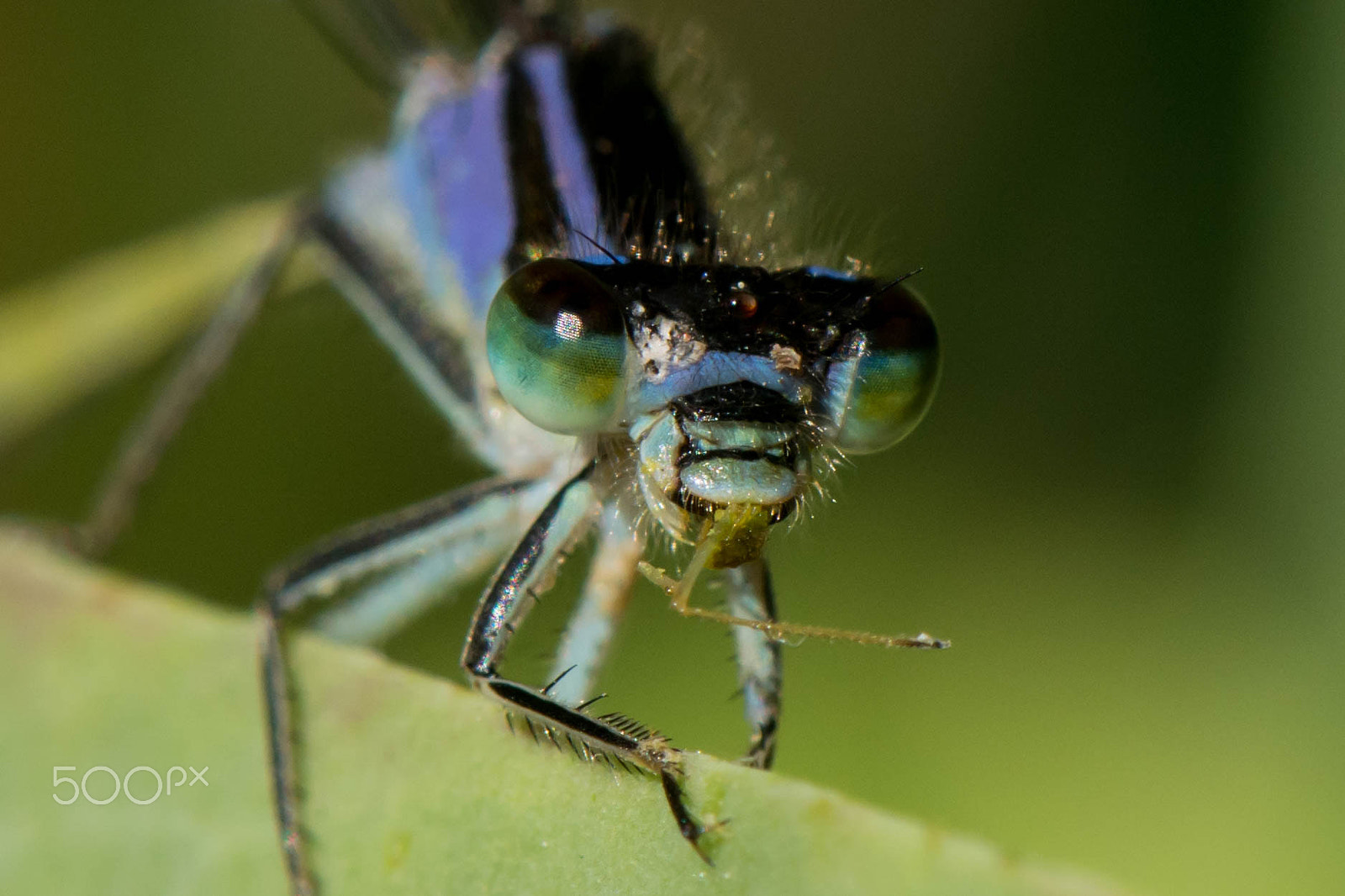 Nikon AF-S DX Micro-Nikkor 85mm F3.5G ED VR sample photo. Dragonfly photography