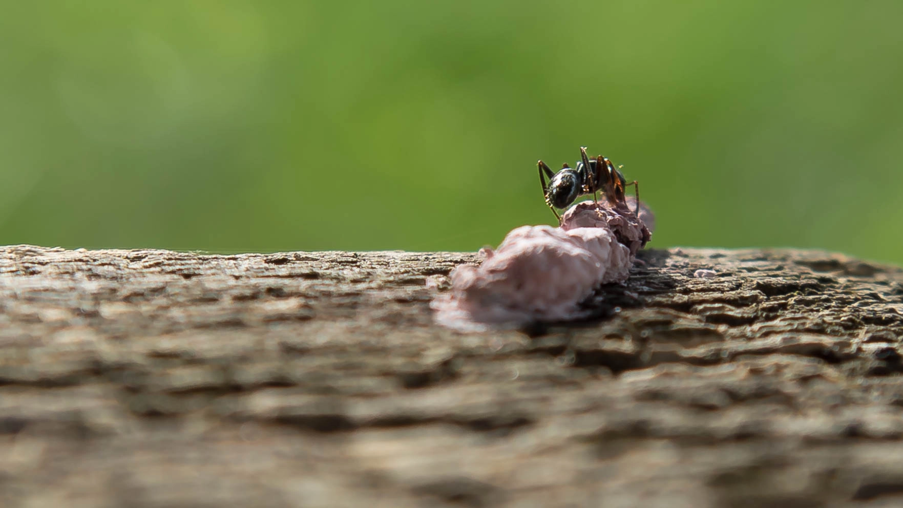 Panasonic Lumix DMC-GH4 sample photo. Survivor photography