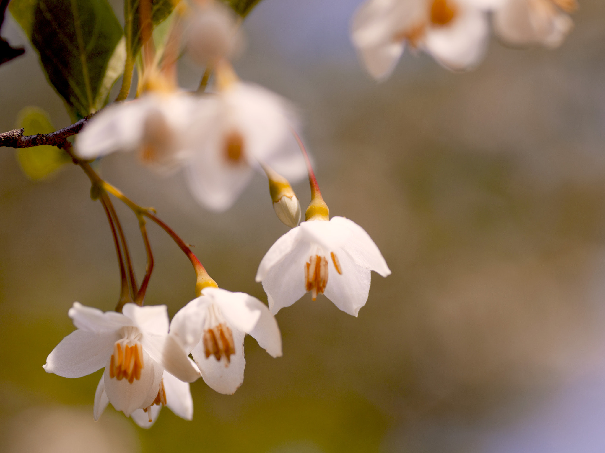 Canon EOS 5D Mark II + Tamron SP AF 90mm F2.8 Di Macro sample photo. Japanese snowbell（エゴノキ） photography