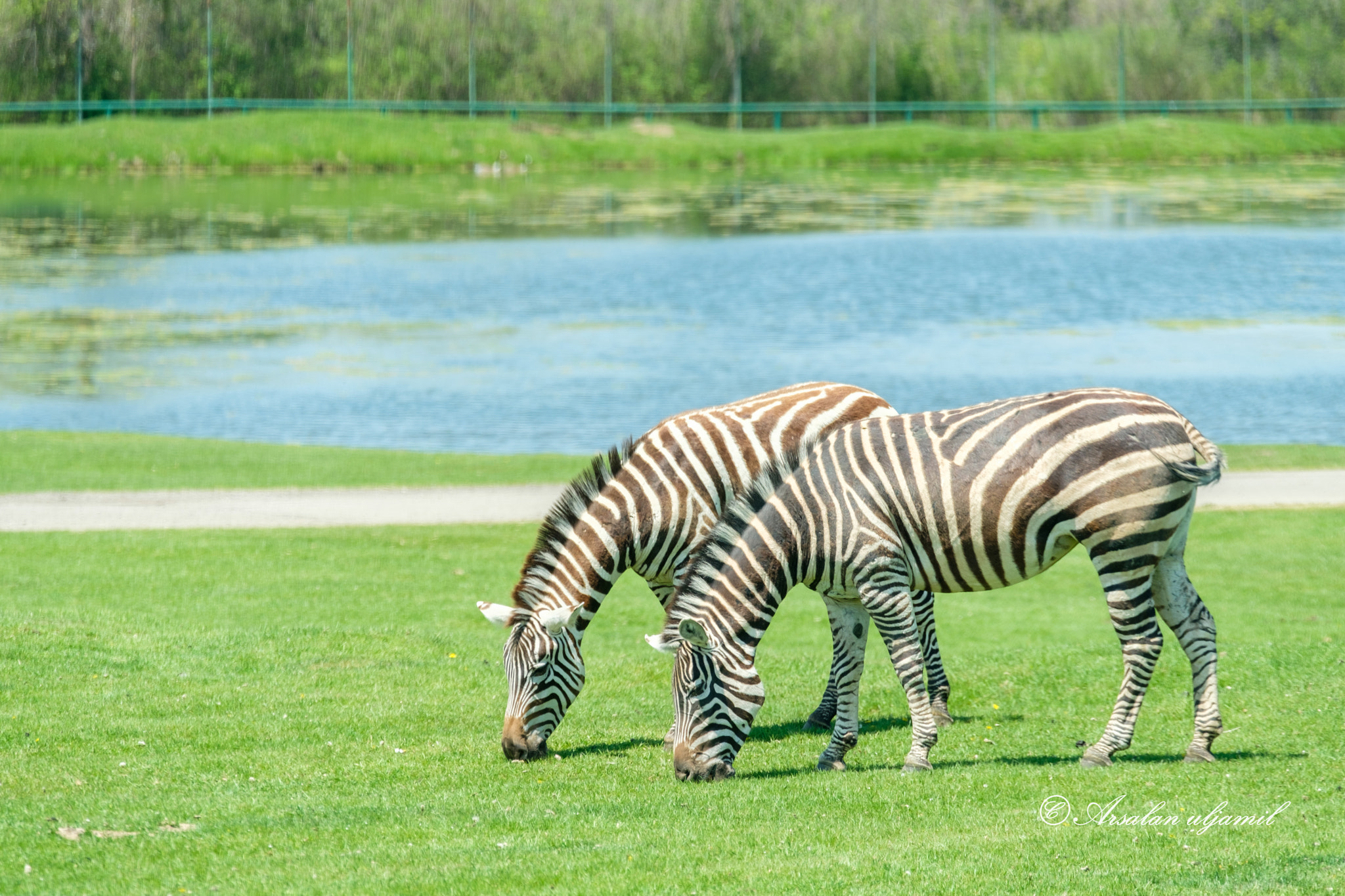 XF50-140mmF2.8 R LM OIS WR + 1.4x sample photo. Zebra photography