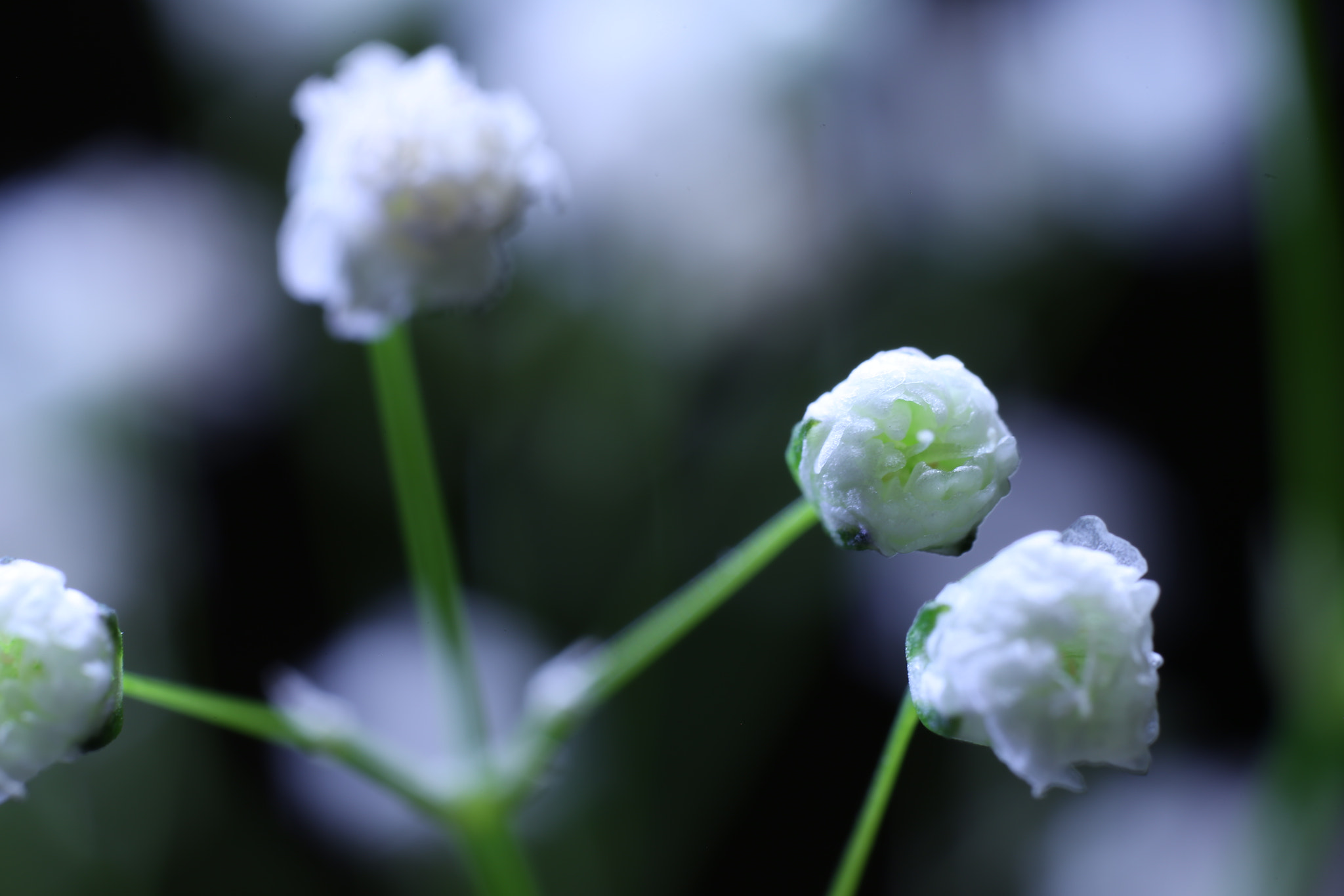 Canon MP-E 65mm F2.5 1-5x Macro Photo sample photo. Ice flowers photography