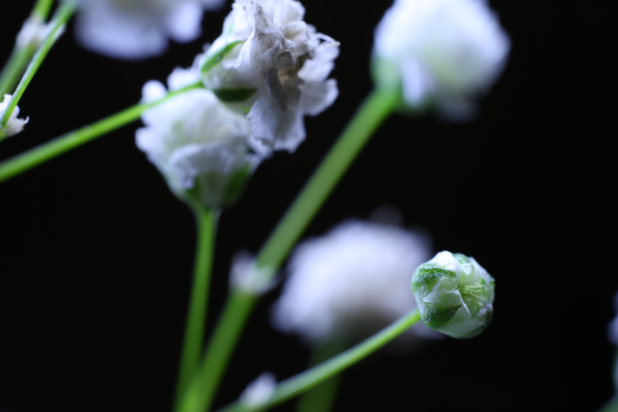 Canon MP-E 65mm F2.5 1-5x Macro Photo sample photo. Ice flowers ii photography