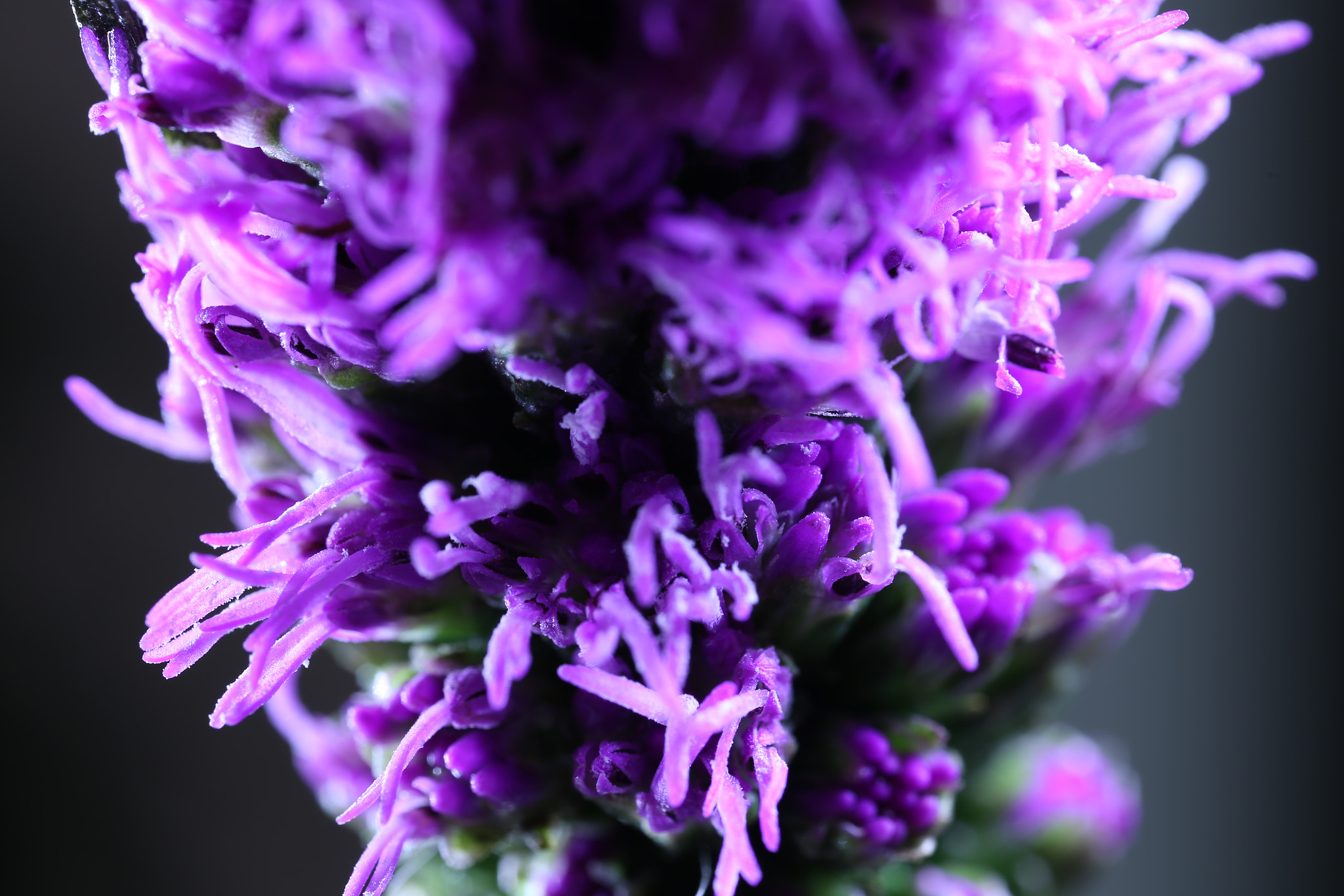 Canon MP-E 65mm F2.5 1-5x Macro Photo sample photo. Petals and bloom photography
