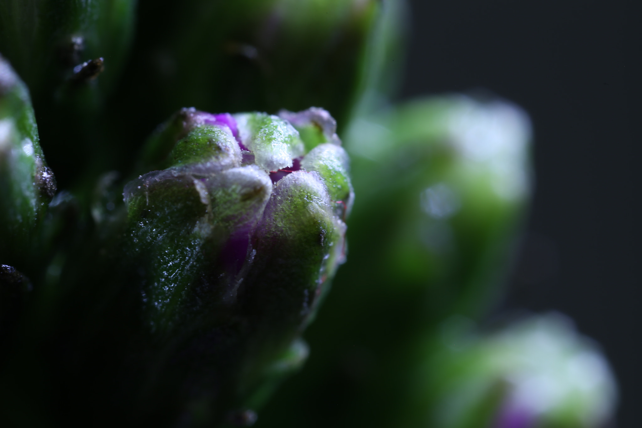 Canon MP-E 65mm F2.5 1-5x Macro Photo sample photo. Frozen flower photography