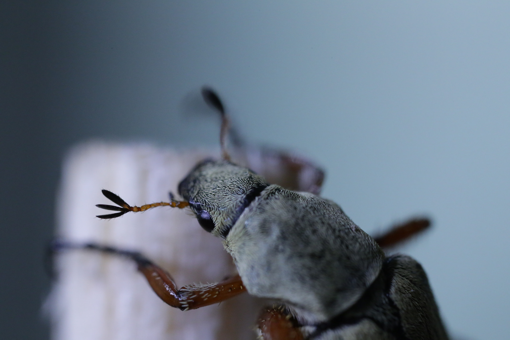 Canon MP-E 65mm F2.5 1-5x Macro Photo sample photo. Beatle 1 photography