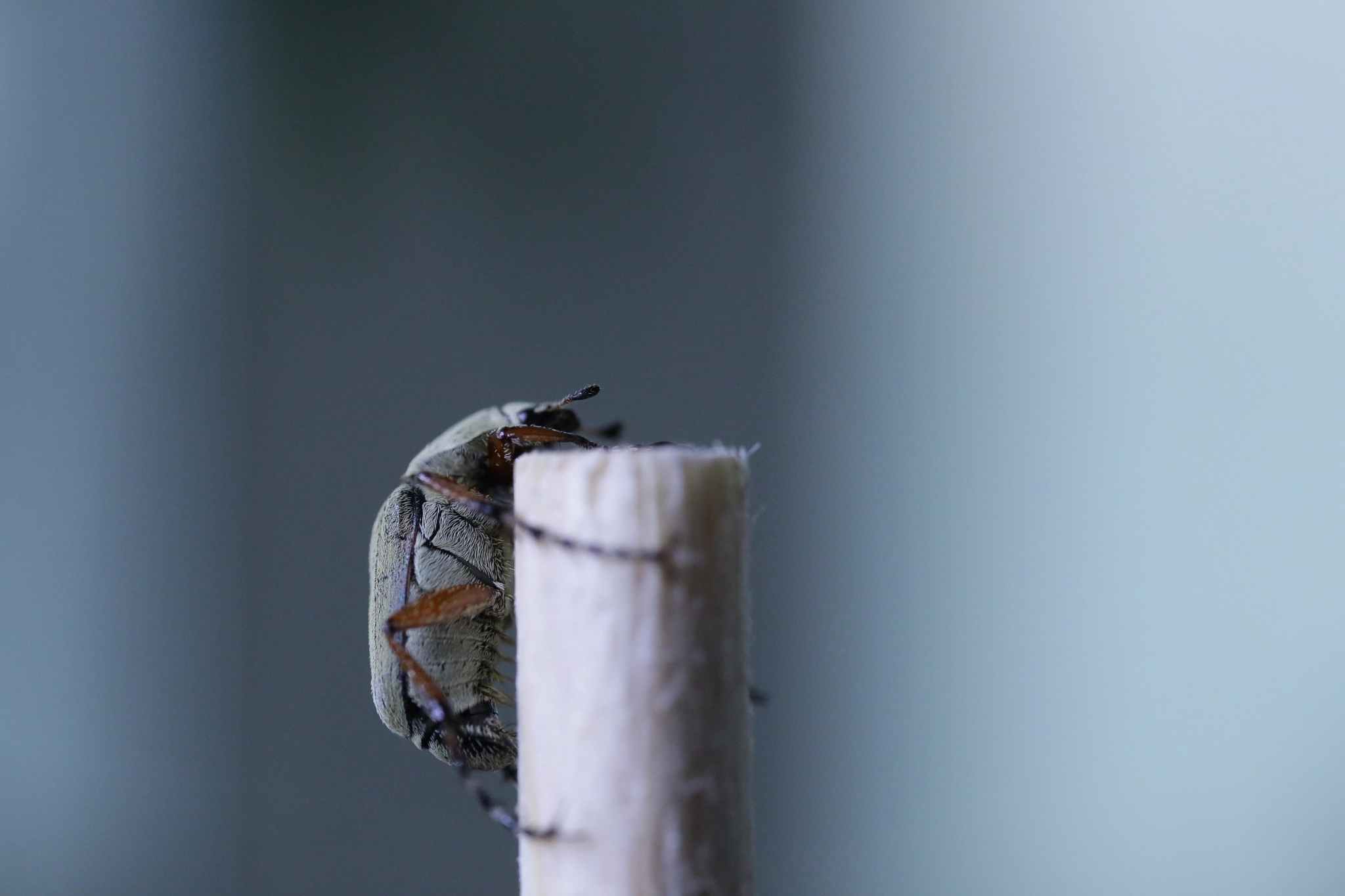 Canon MP-E 65mm F2.5 1-5x Macro Photo sample photo. Beatle 2 photography