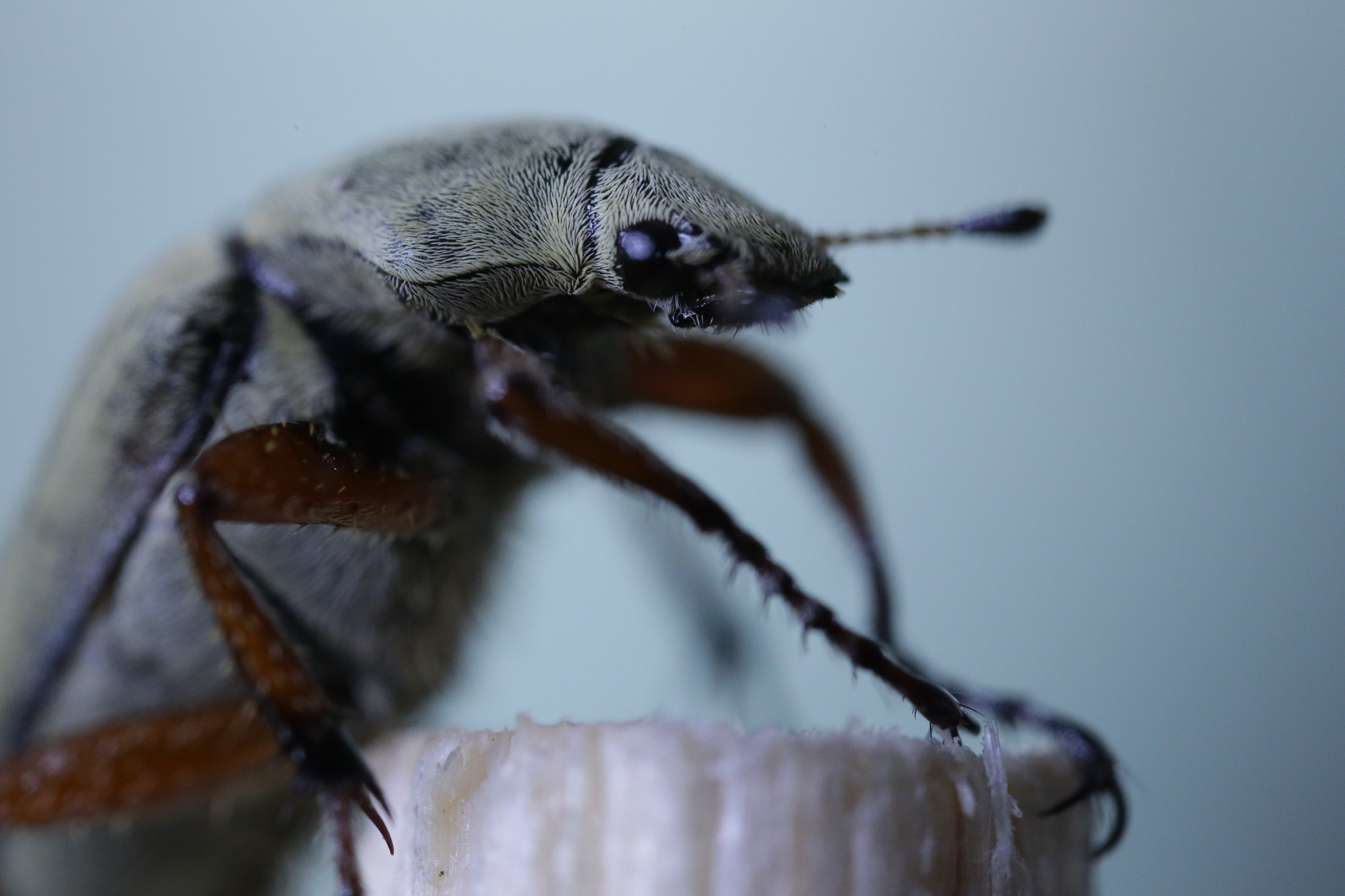 Canon MP-E 65mm F2.5 1-5x Macro Photo sample photo. Beatle 3 photography
