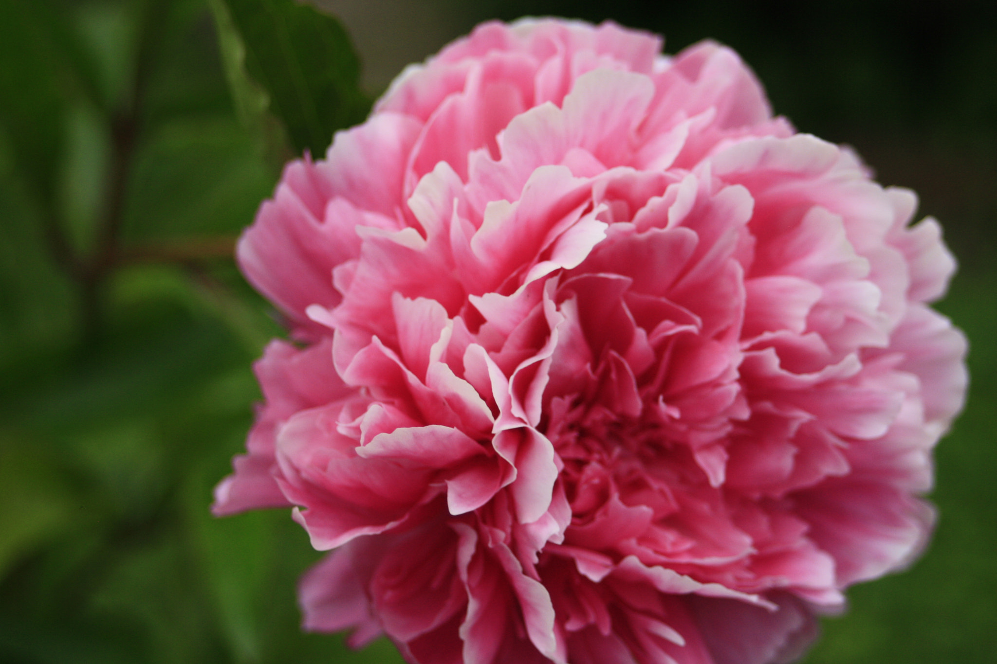 Canon EOS 1000D (EOS Digital Rebel XS / EOS Kiss F) + Canon EF 35-70mm f/3.5-4.5 sample photo. Macro pink... photography