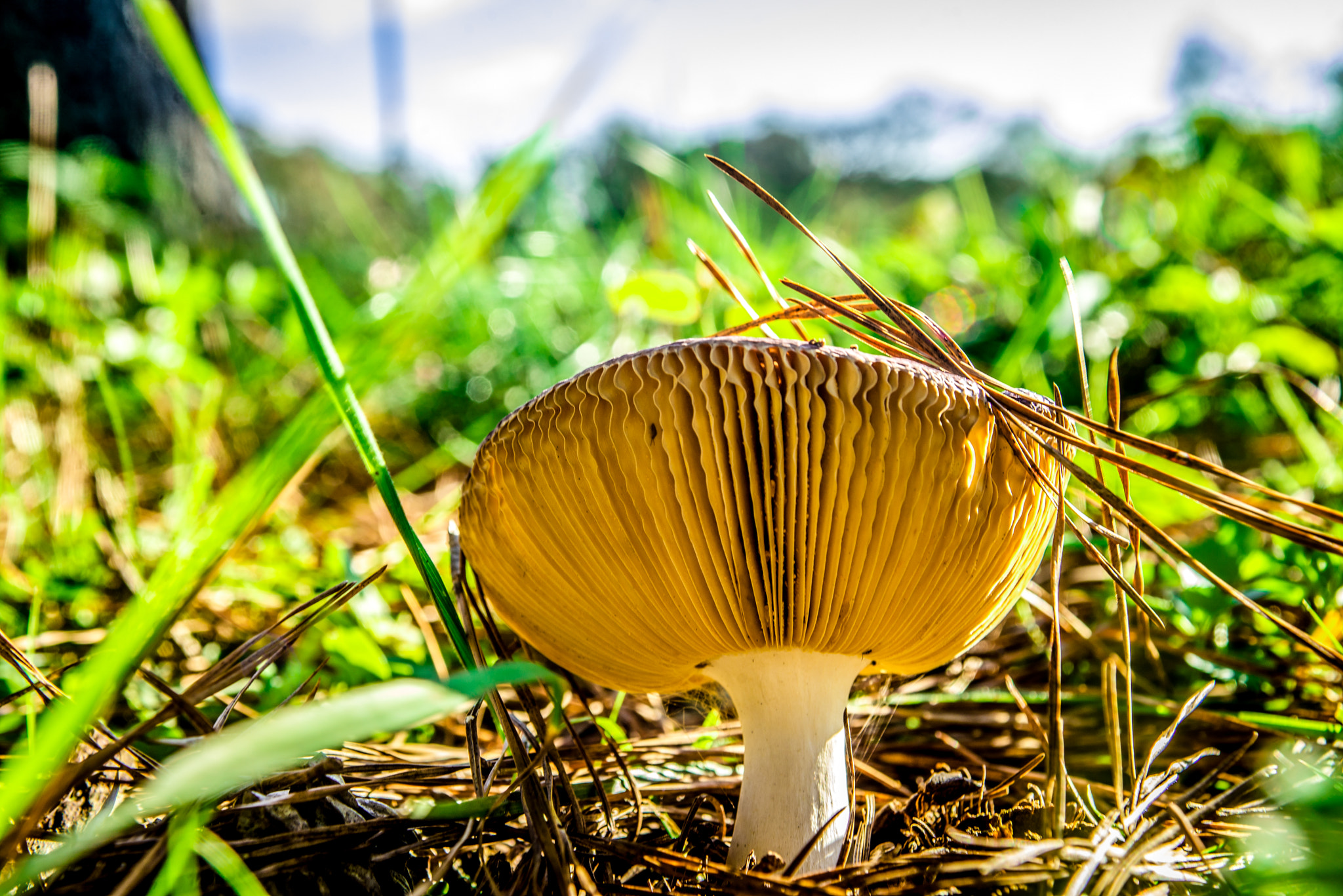 Nikon D600 + Sigma 24-70mm F2.8 EX DG Macro sample photo. Cogumelo photography