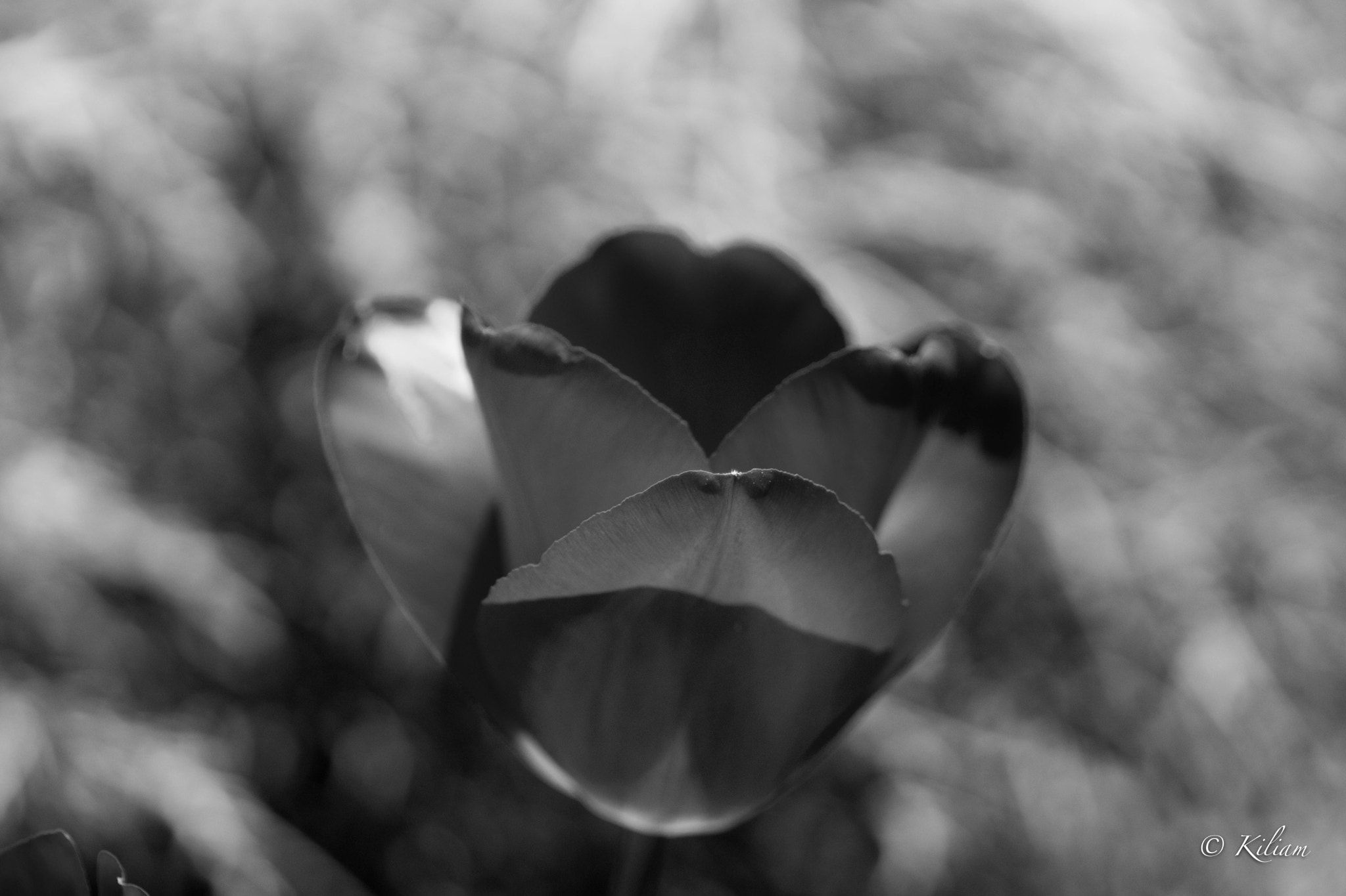 Sony SLT-A77 + Tamron SP AF 90mm F2.8 Di Macro sample photo. Blur photography